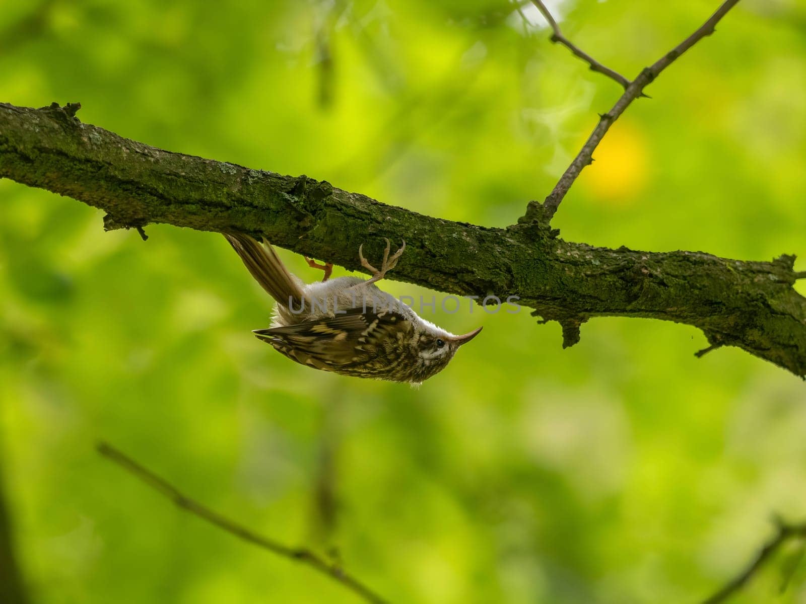 An Eurasian Treecreeper perches on a tree branch, surrounded by lush green foliage.