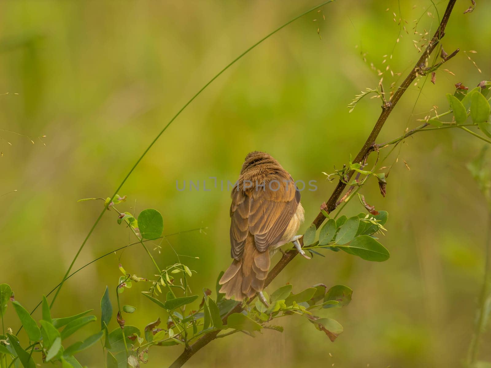 A Great Reed Warbler perched on a tree branch, blending in with the lush green background.A Great Reed Warbler perched on a tree branch, blending in with the lush green background.