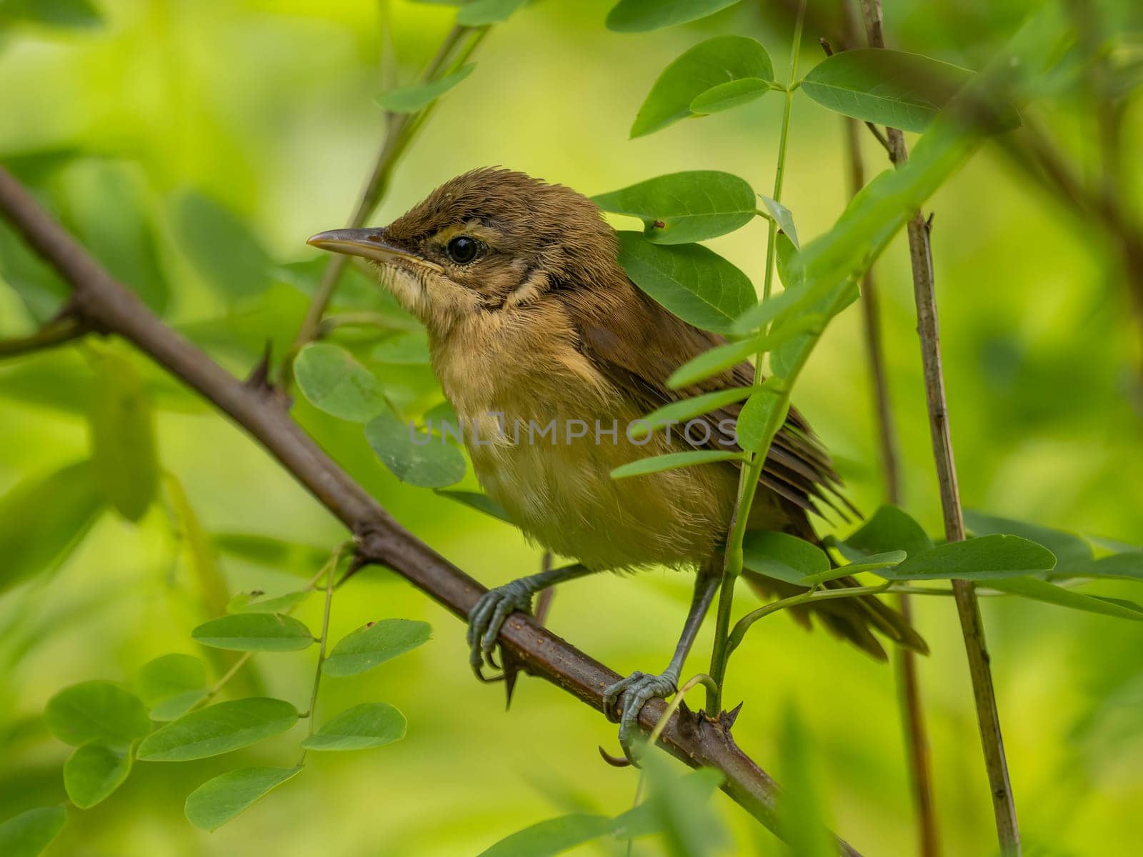 A Great Reed Warbler perched on a tree branch, blending in with the lush green background.