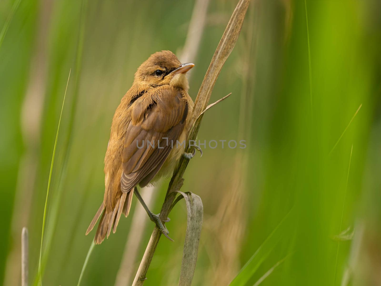 A Great Reed Warbler perched on a tree branch, blending in with the lush green background.