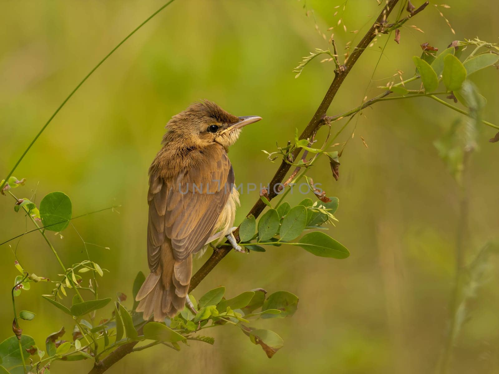 A Great Reed Warbler perched on a tree branch, blending in with the lush green background.