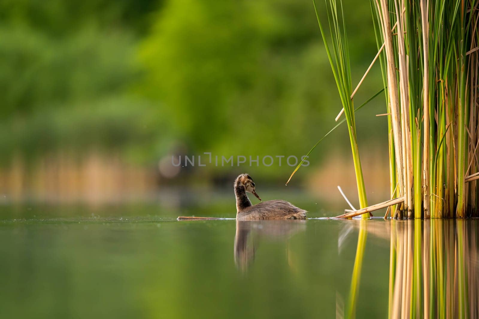 A Great Crested Grebe gracefully gliding on the tranquil water, with a backdrop of majestic trees.