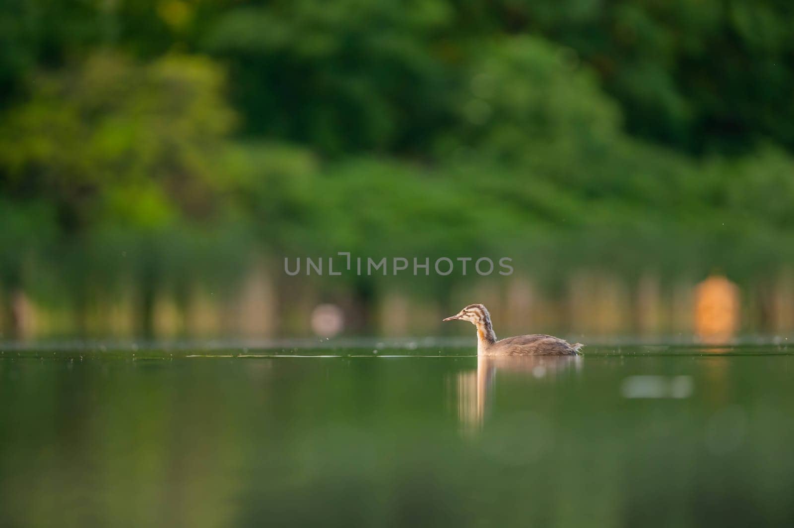 A Great Crested Grebe gracefully gliding on the tranquil water, with a backdrop of majestic trees.