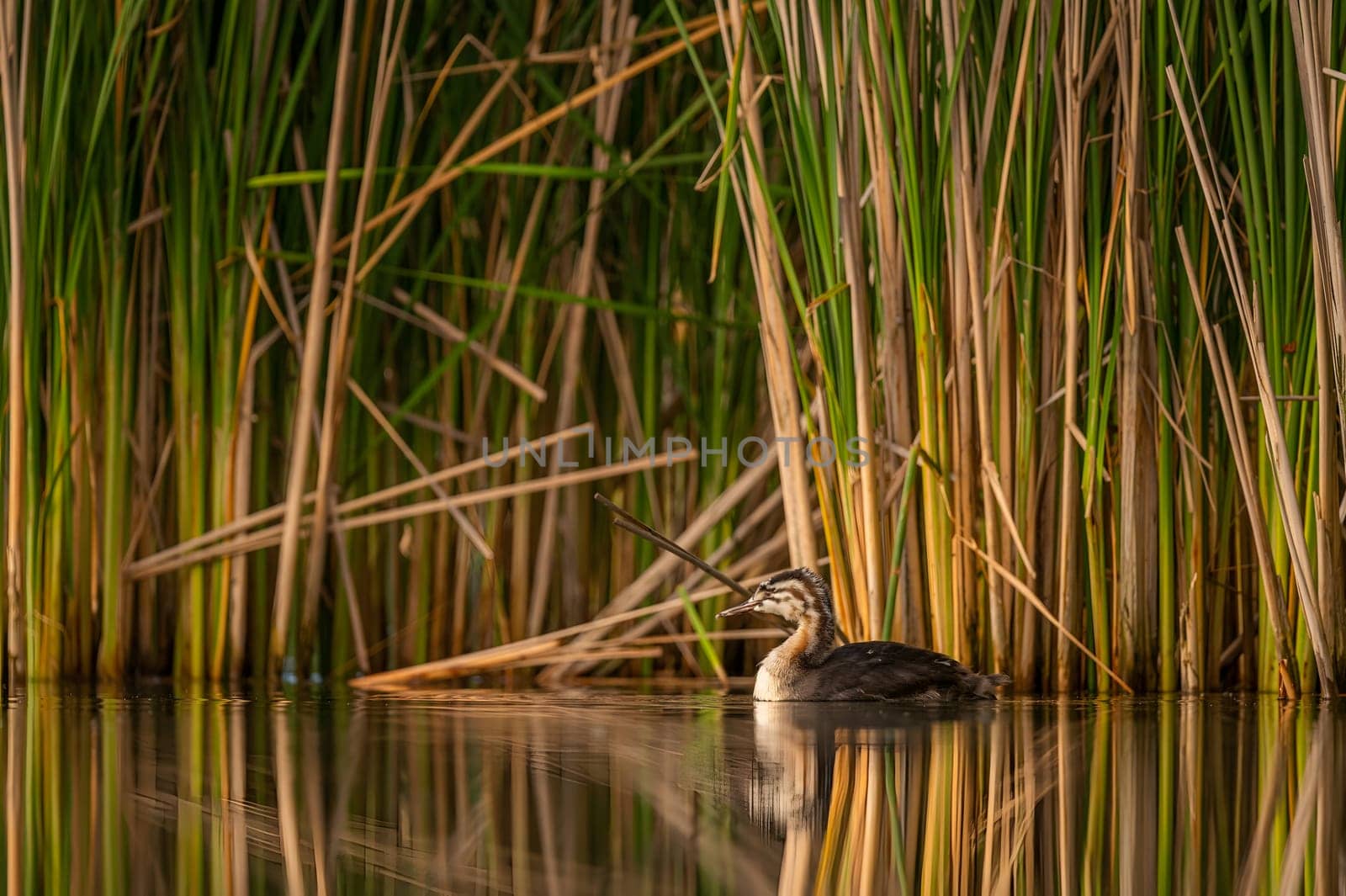 A Great Crested Grebe gracefully gliding on the tranquil water, with a backdrop of majestic trees.