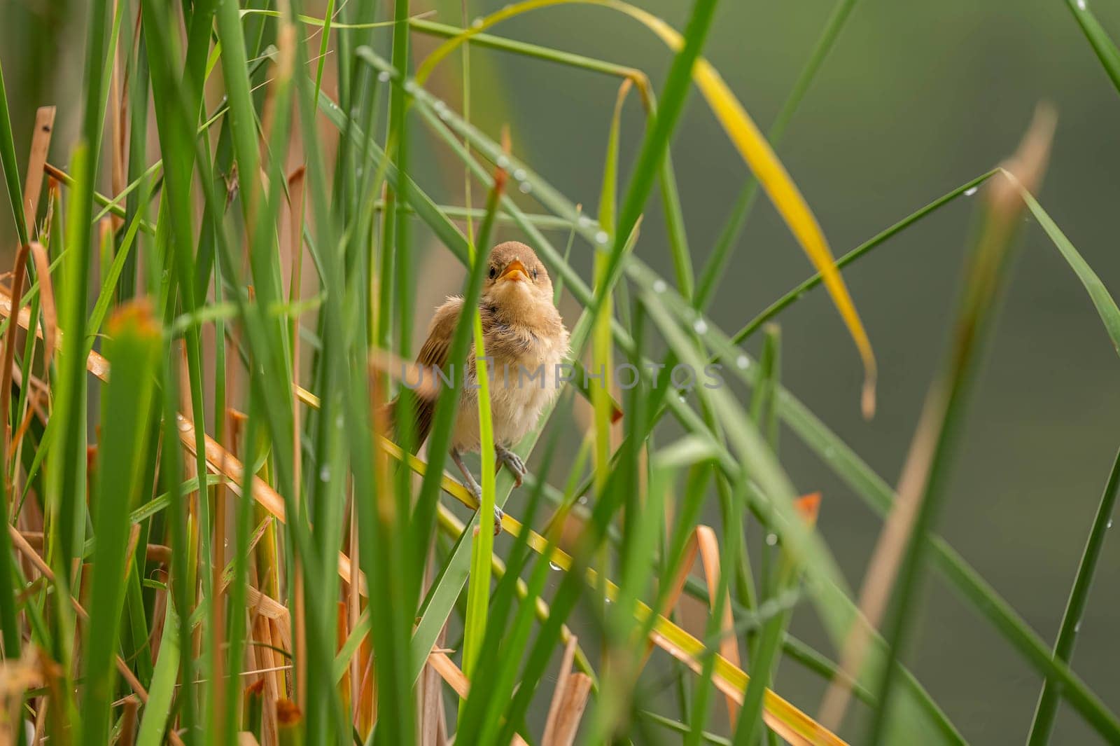 A Great Reed Warbler perched on the vibrant green grass, camouflaged amidst its natural surroundings.