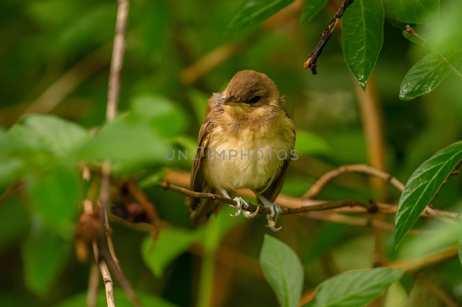 A Great Reed Warbler perched on a lush green branch, blending harmoniously with the surrounding foliage.