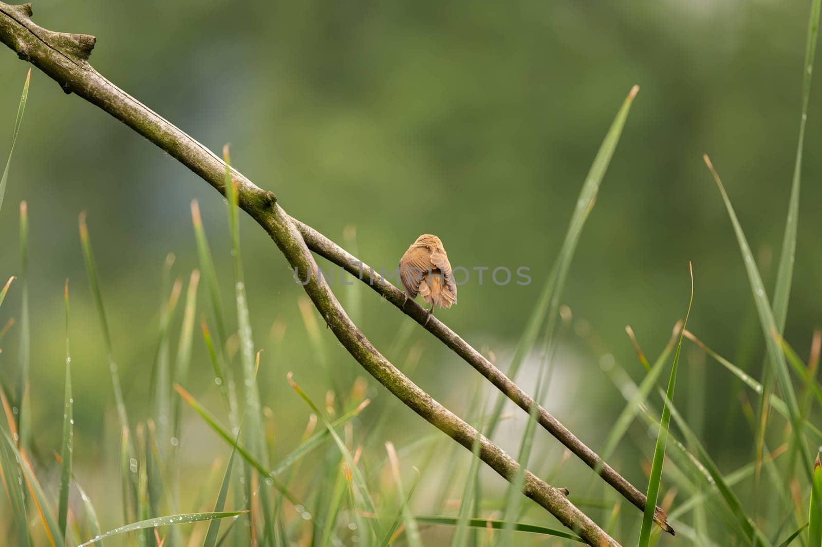 A Great Reed Warbler perched on a lush green branch, blending harmoniously with the surrounding foliage.