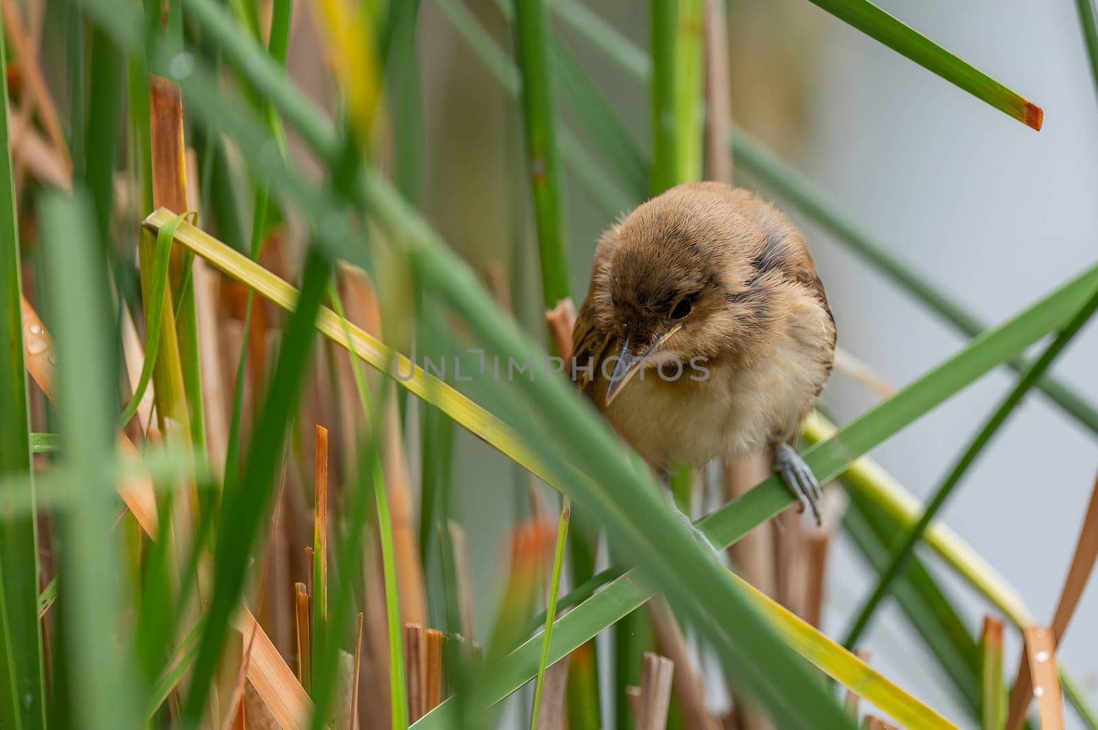 A Great Reed Warbler perched on the vibrant green grass, camouflaged amidst its natural surroundings.