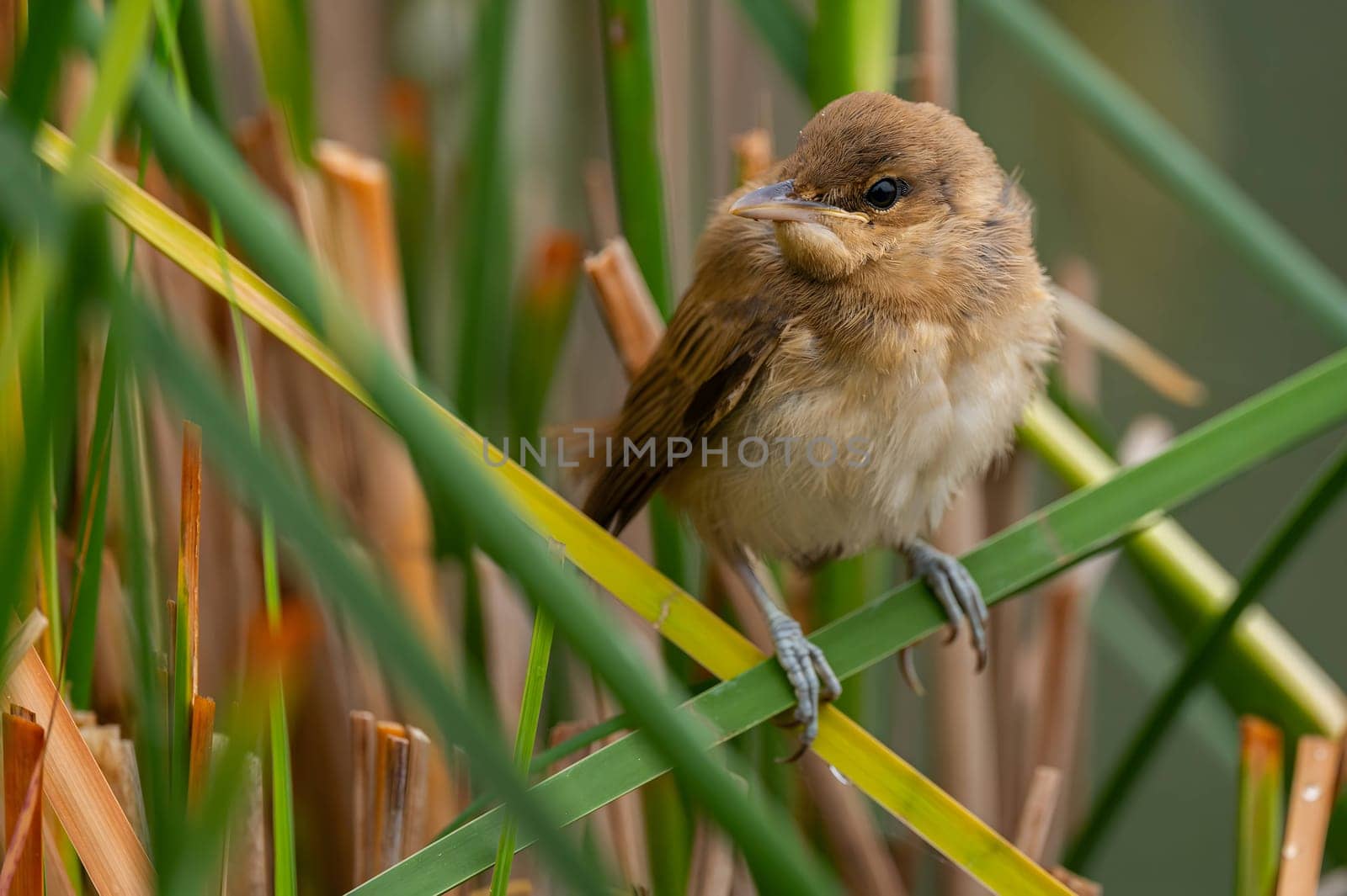 A Great Reed Warbler perched on the vibrant green grass, camouflaged amidst its natural surroundings.