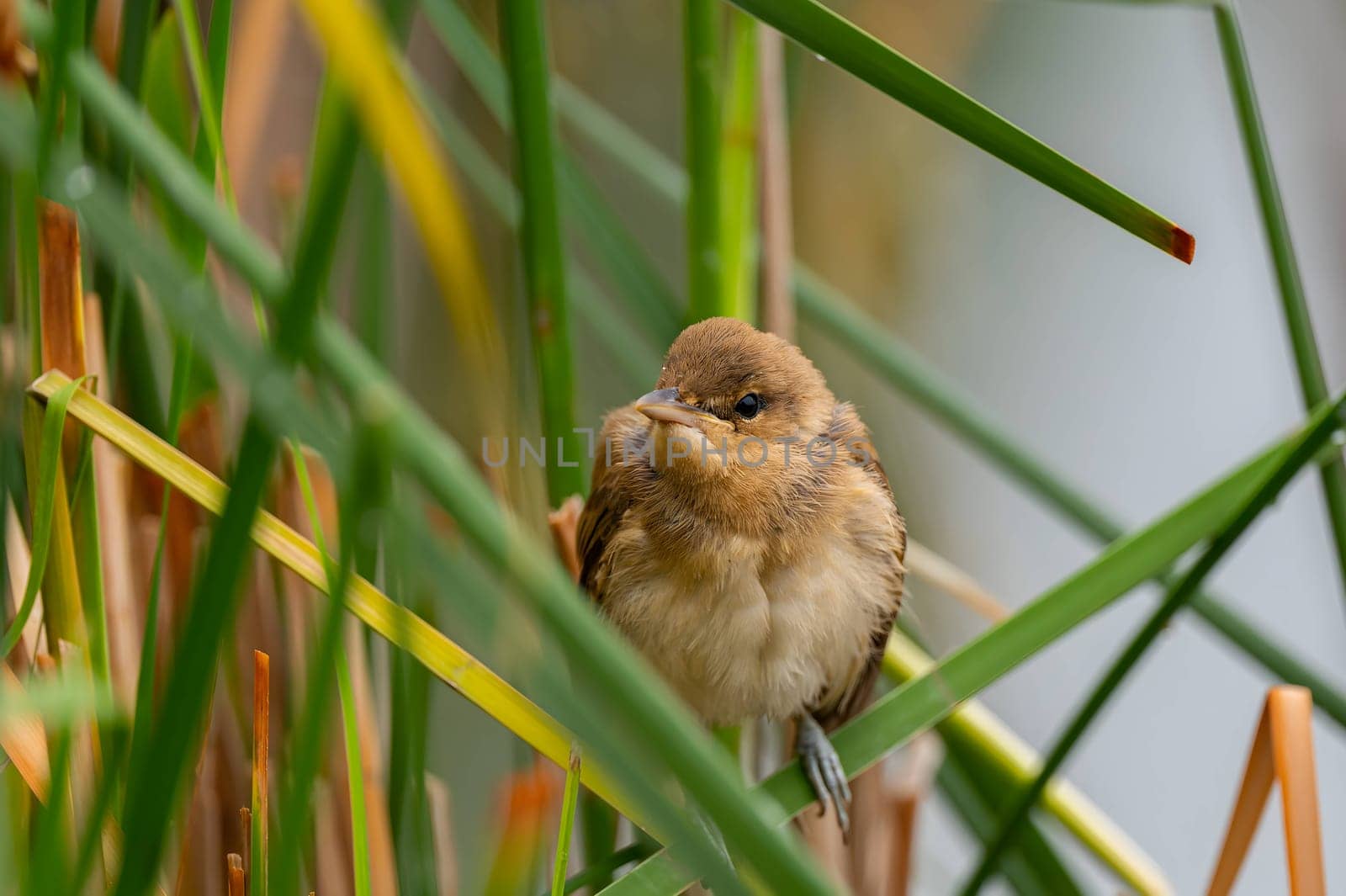 A Great Reed Warbler perched on the vibrant green grass, camouflaged amidst its natural surroundings.