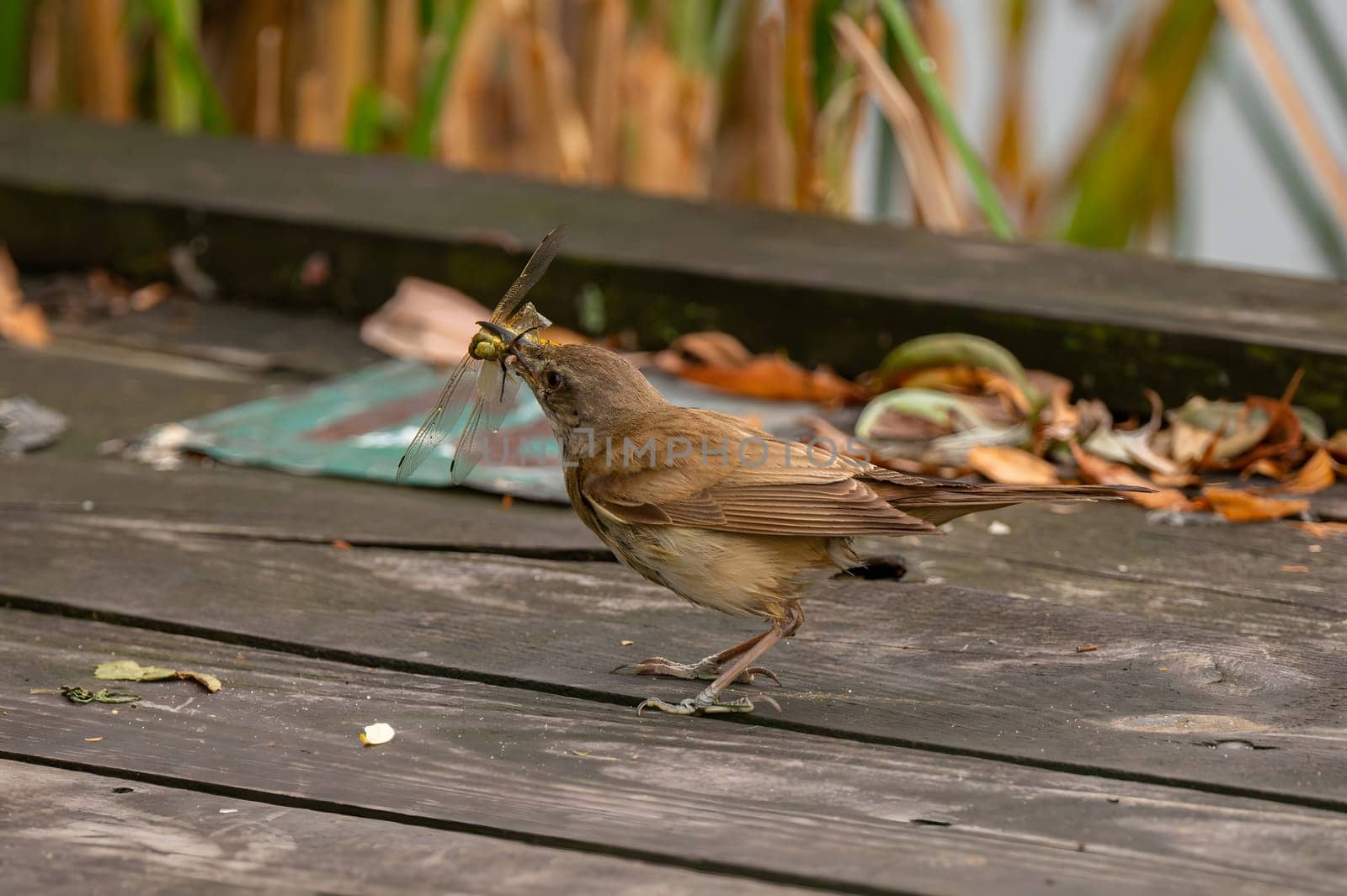 A Great Reed Warbler proudly clutching a dragonfly in its beak, showcasing its hunting prowess.