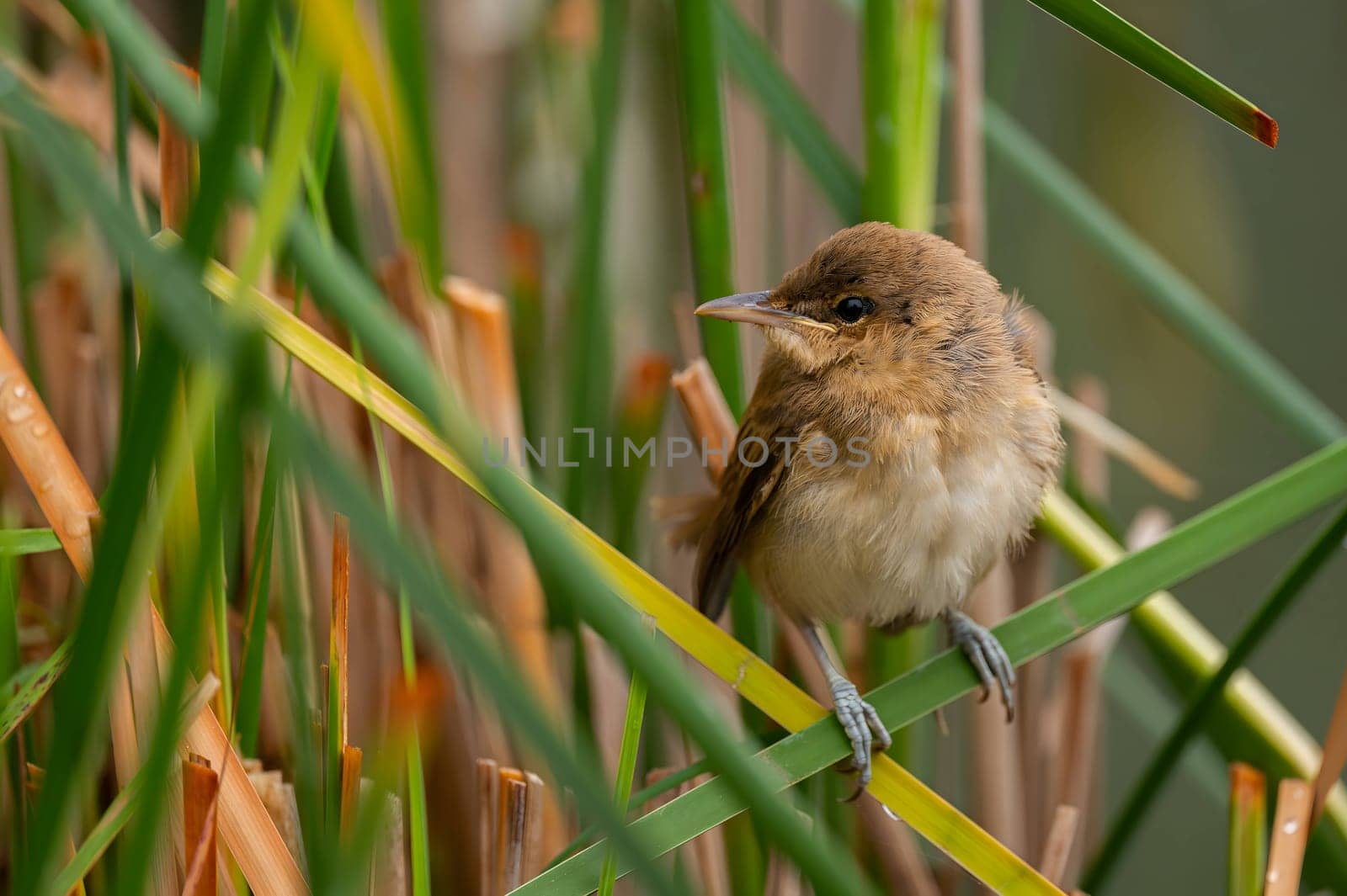 A Great Reed Warbler perched on the vibrant green grass, camouflaged amidst its natural surroundings.