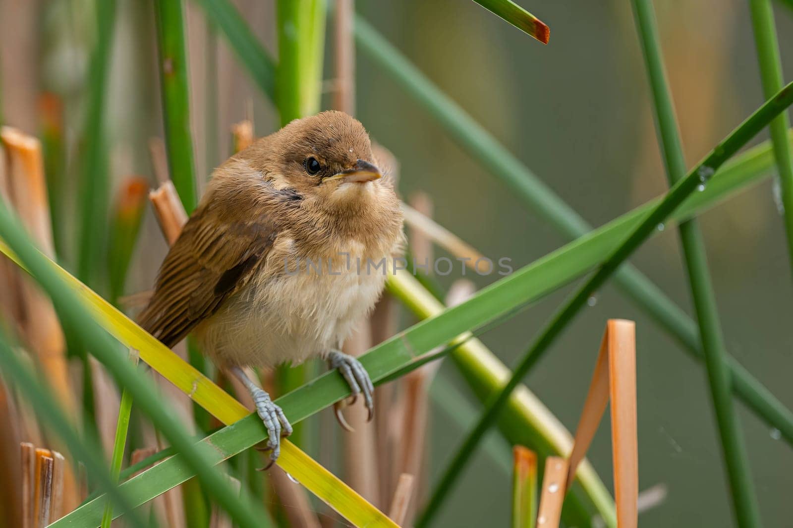 A Great Reed Warbler perched on the vibrant green grass, camouflaged amidst its natural surroundings.