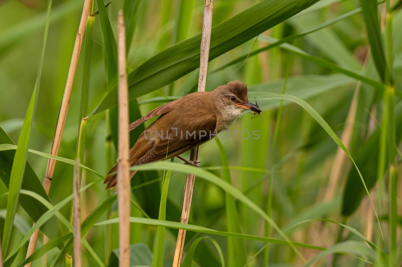 A skillful Great Reed Warbler perched on a reed stem, proudly holding a tasty worm in its beak. A testament to its hunting prowess.