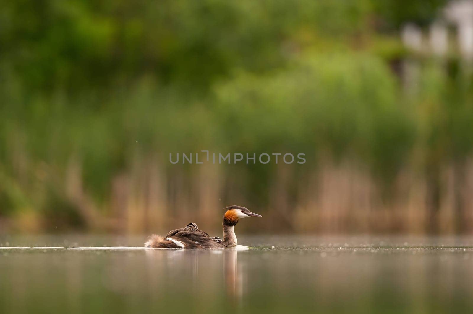 A majestic Great Crested Grebe gracefully gliding on the water, surrounded by lush greenery.