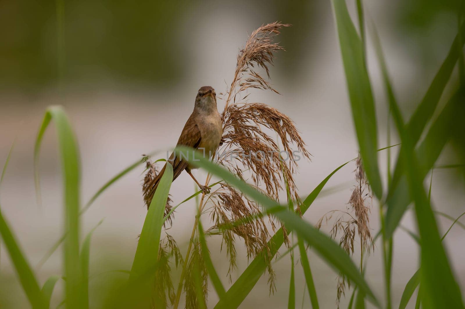 A Great Reed Warbler perched on a sturdy spigot, observing its surroundings with a keen eye. Its melodious song fills the air.