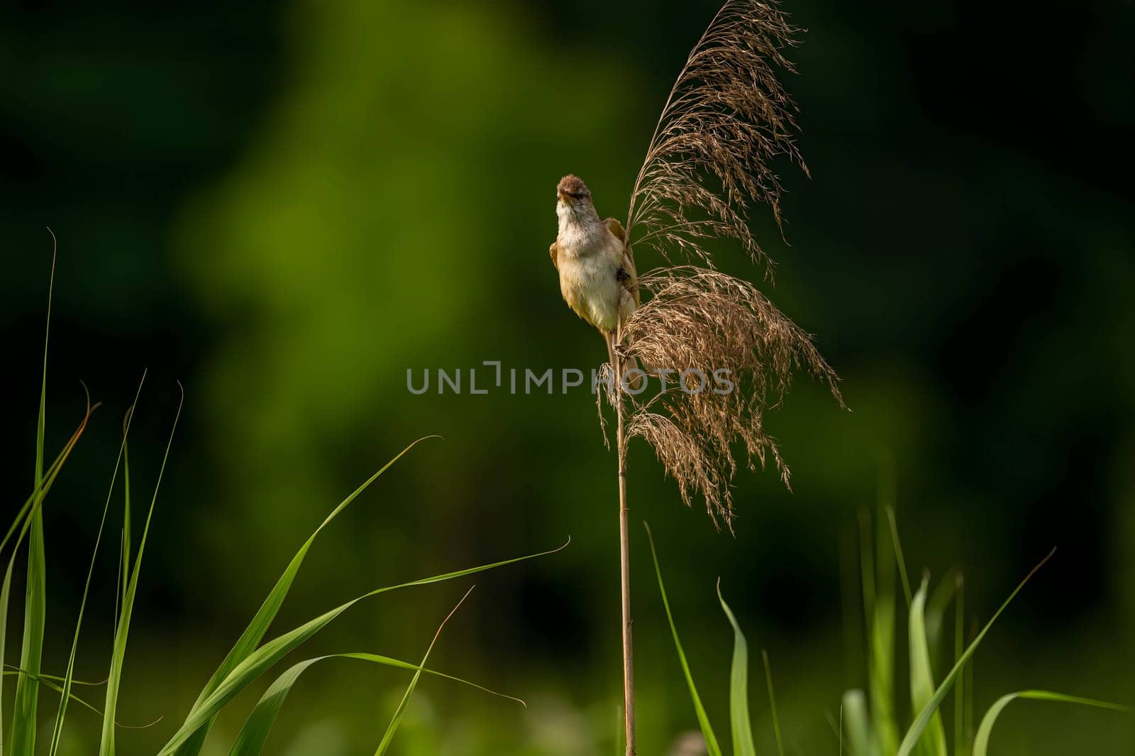 A Great Reed Warbler perched on a sturdy spigot, observing its surroundings with a keen eye. Its melodious song fills the air.