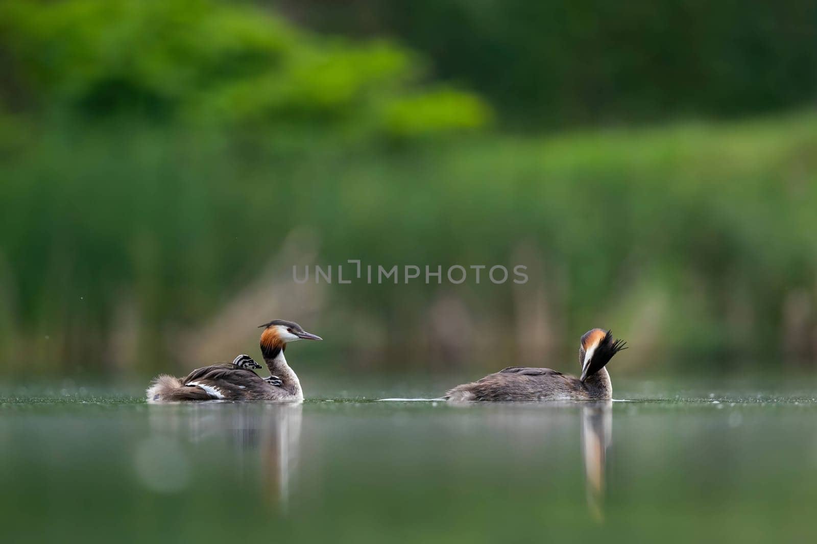 Two elegant Great Crested Grebes gracefully floating on the water, their reflections mirroring in the peaceful surroundings of lush vegetation.