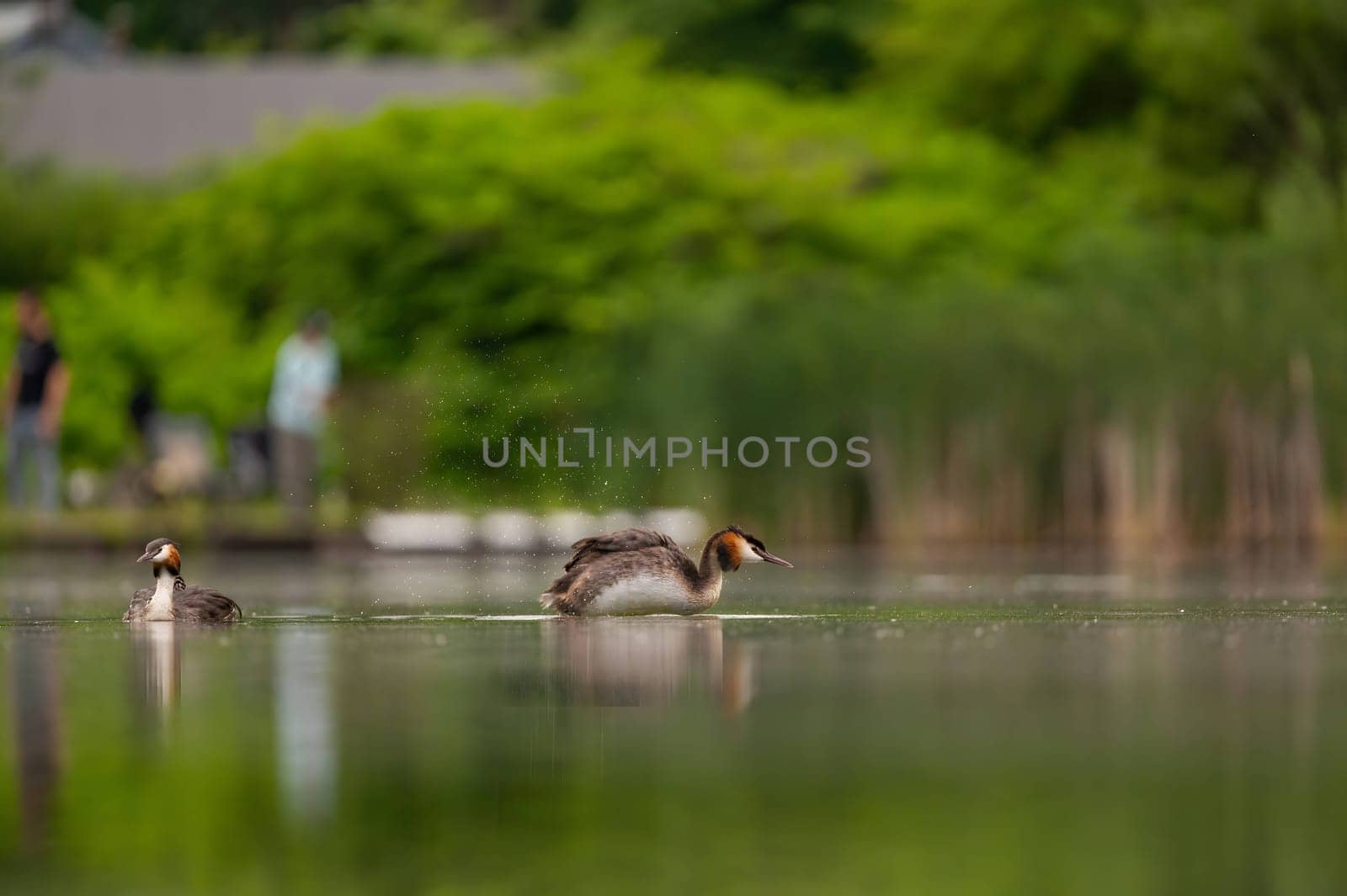 Two elegant Great Crested Grebes gracefully floating on the water, their reflections mirroring in the peaceful surroundings of lush vegetation.