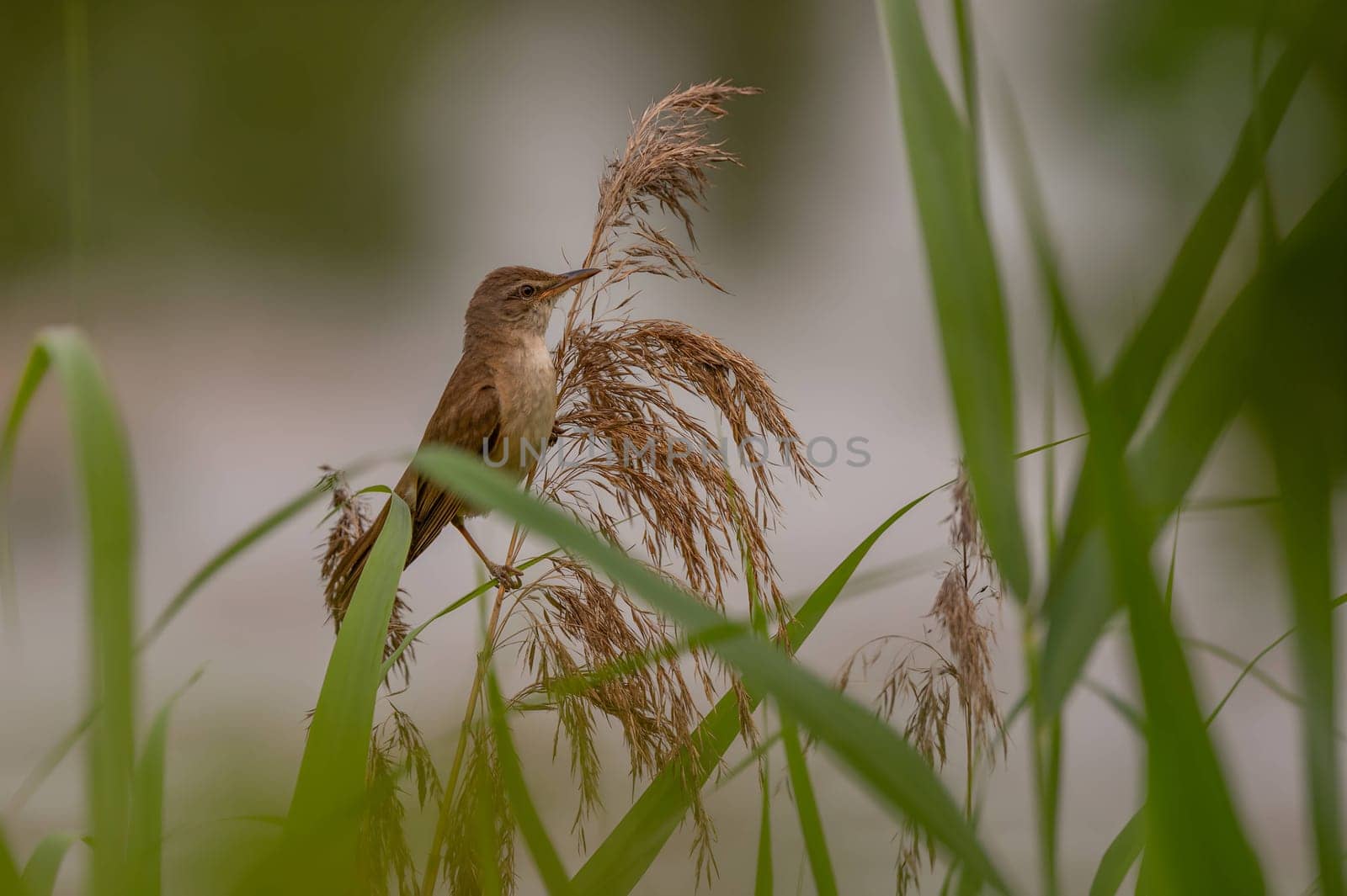 A Great Reed Warbler perched on a sturdy spigot, observing its surroundings with a keen eye. Its melodious song fills the air.