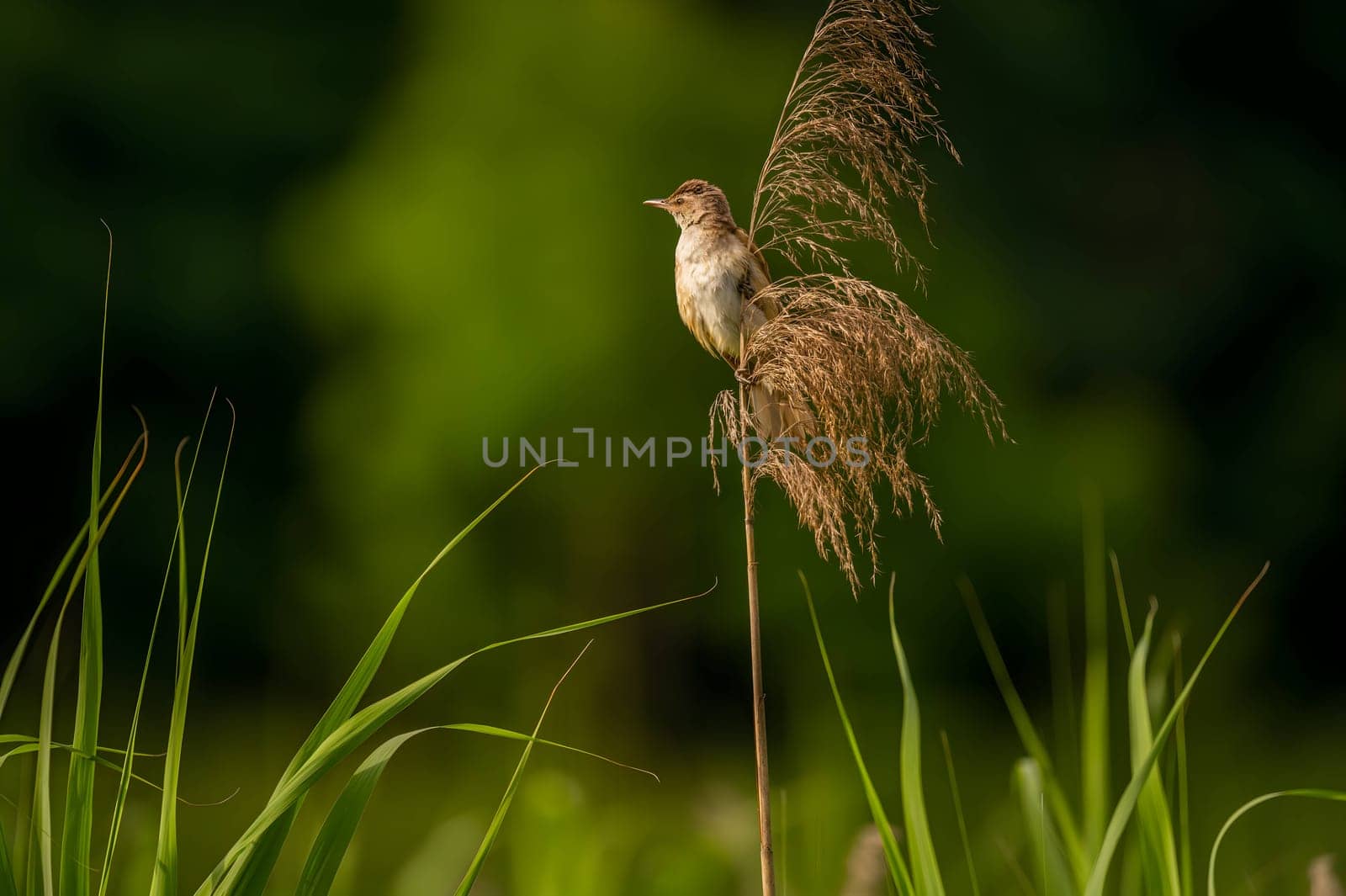 A Great Reed Warbler perched on a sturdy spigot, observing its surroundings with a keen eye. Its melodious song fills the air.