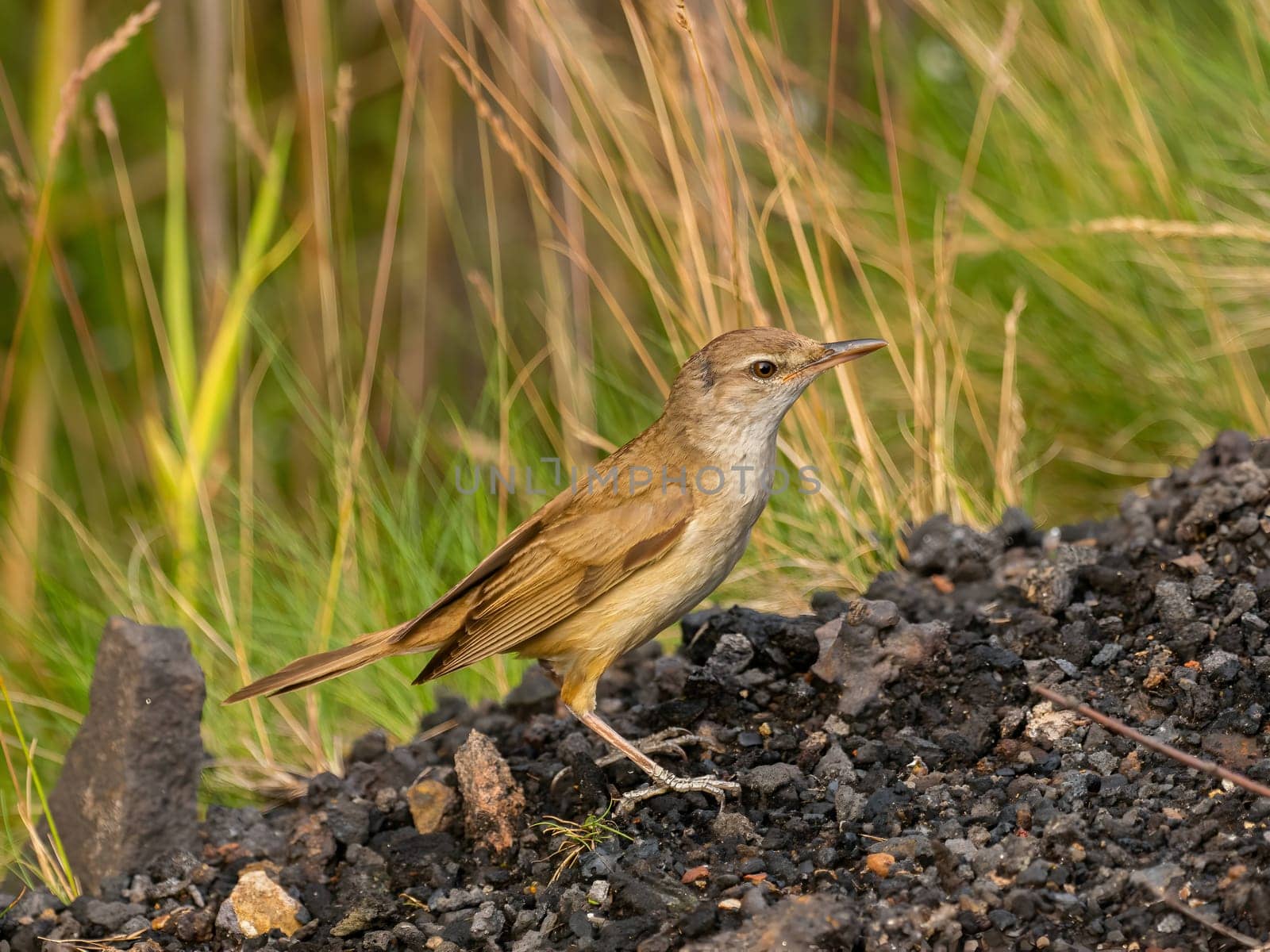 A Great Reed Warbler standing tall, its feathers ruffled by the gentle breeze. It exudes confidence and resilience in its natural habitat.