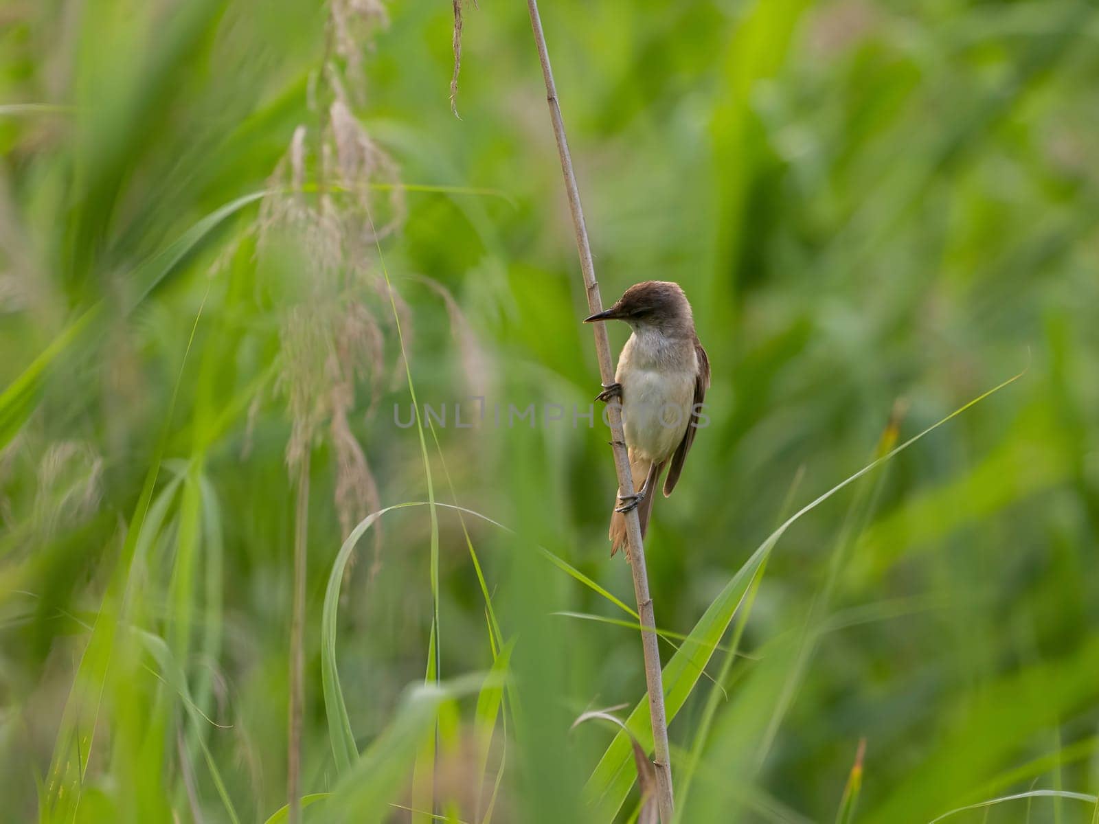 A Great Reed Warbler perched on a sturdy spigot, observing its surroundings with a keen eye. Its melodious song fills the air.