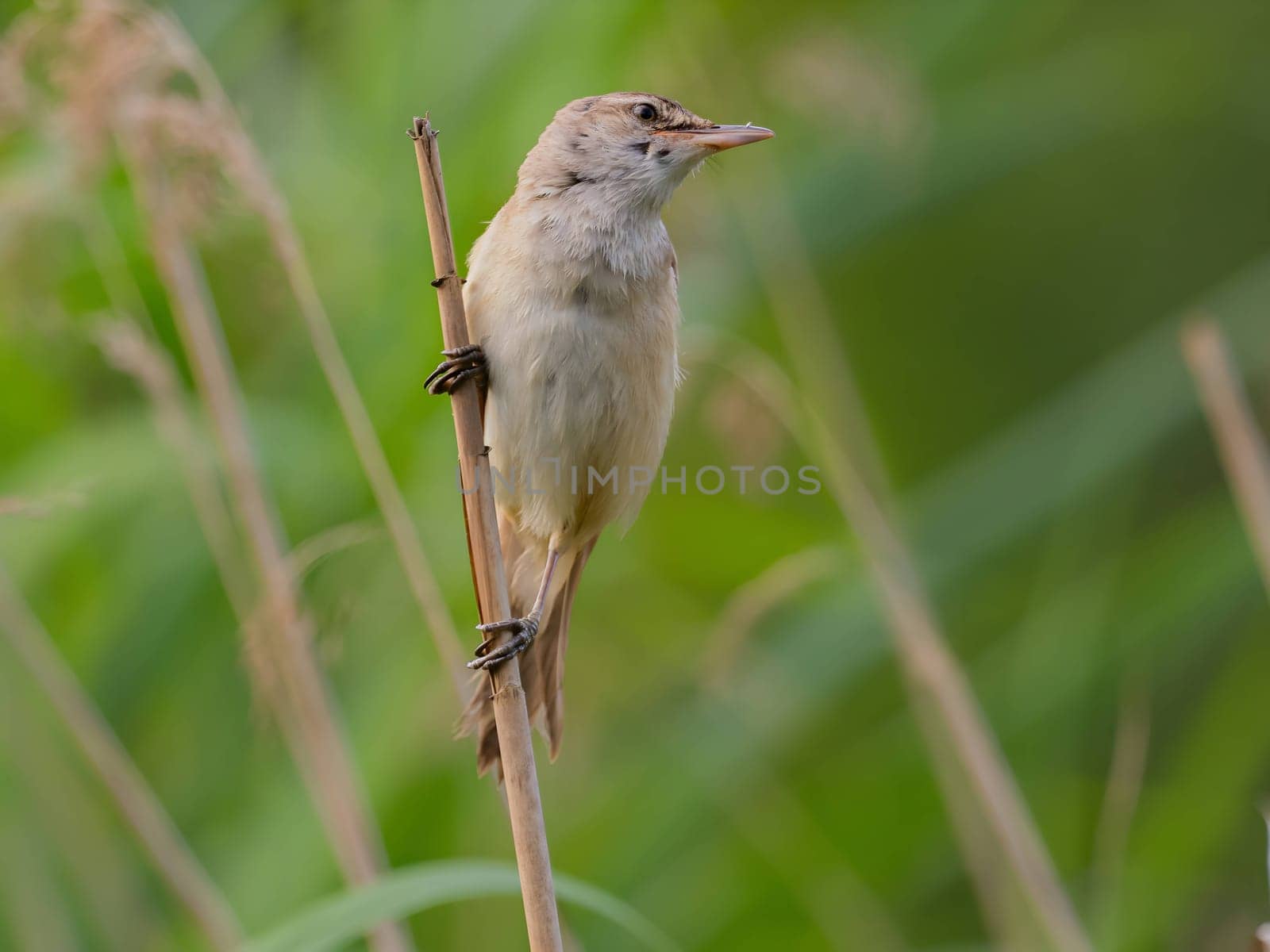 A Great Reed Warbler perched on a sturdy spigot, observing its surroundings with a keen eye. Its melodious song fills the air.