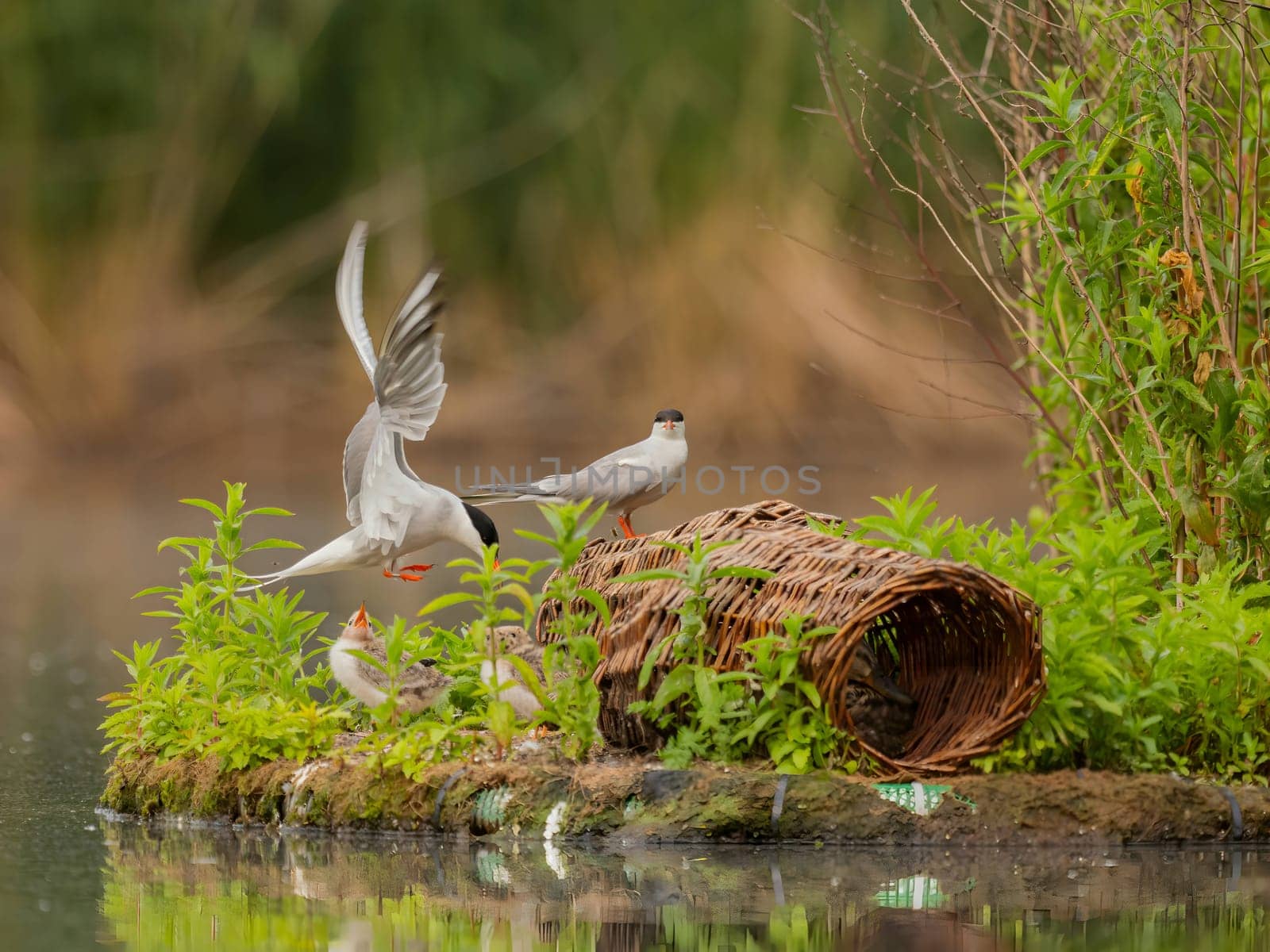 Common Terns nurturing their young on the breeding ground, a beautiful scene of parental care and protection.