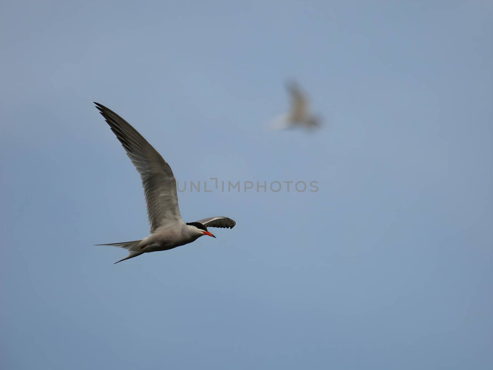 Common tern in flight against the sky. by NatureTron