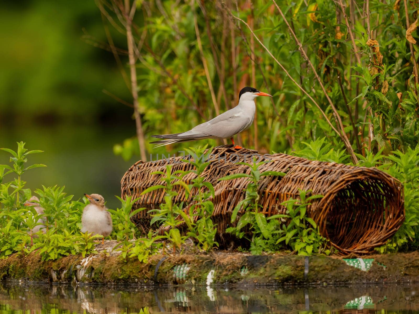 Common tern on the breeding ground with their young. by NatureTron