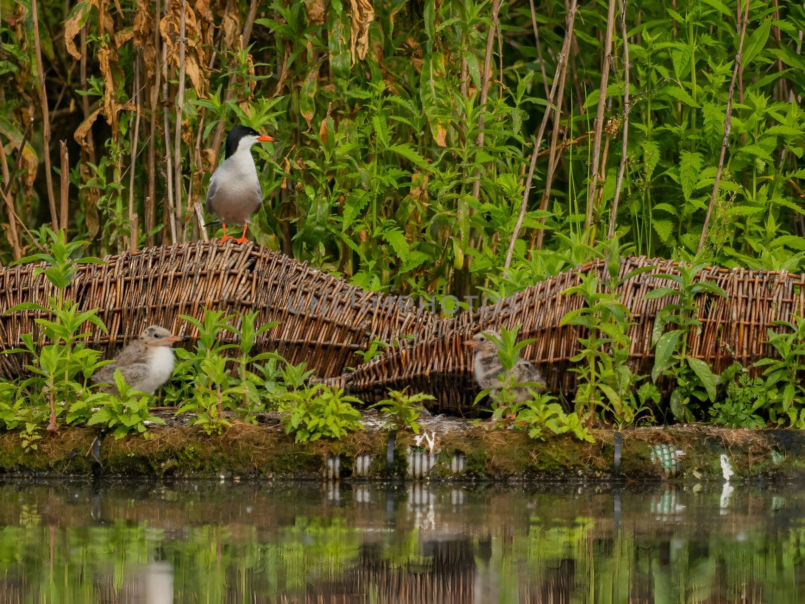 Common tern on the breeding ground with their young. by NatureTron