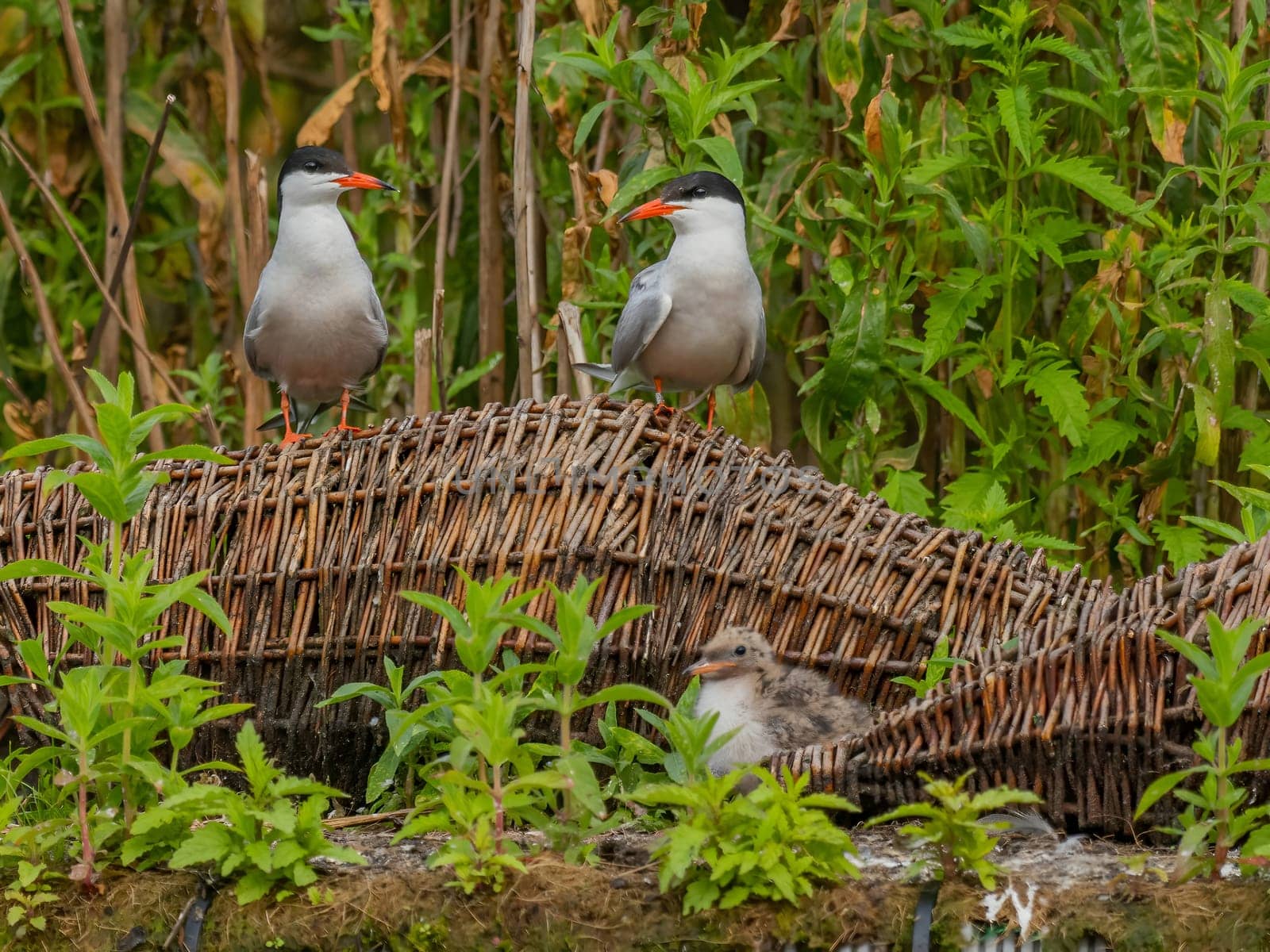 Common tern on the breeding ground with their young. by NatureTron