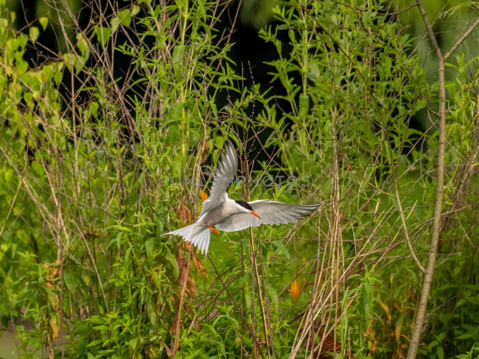 Common tern in flight against a background of greenery. by NatureTron