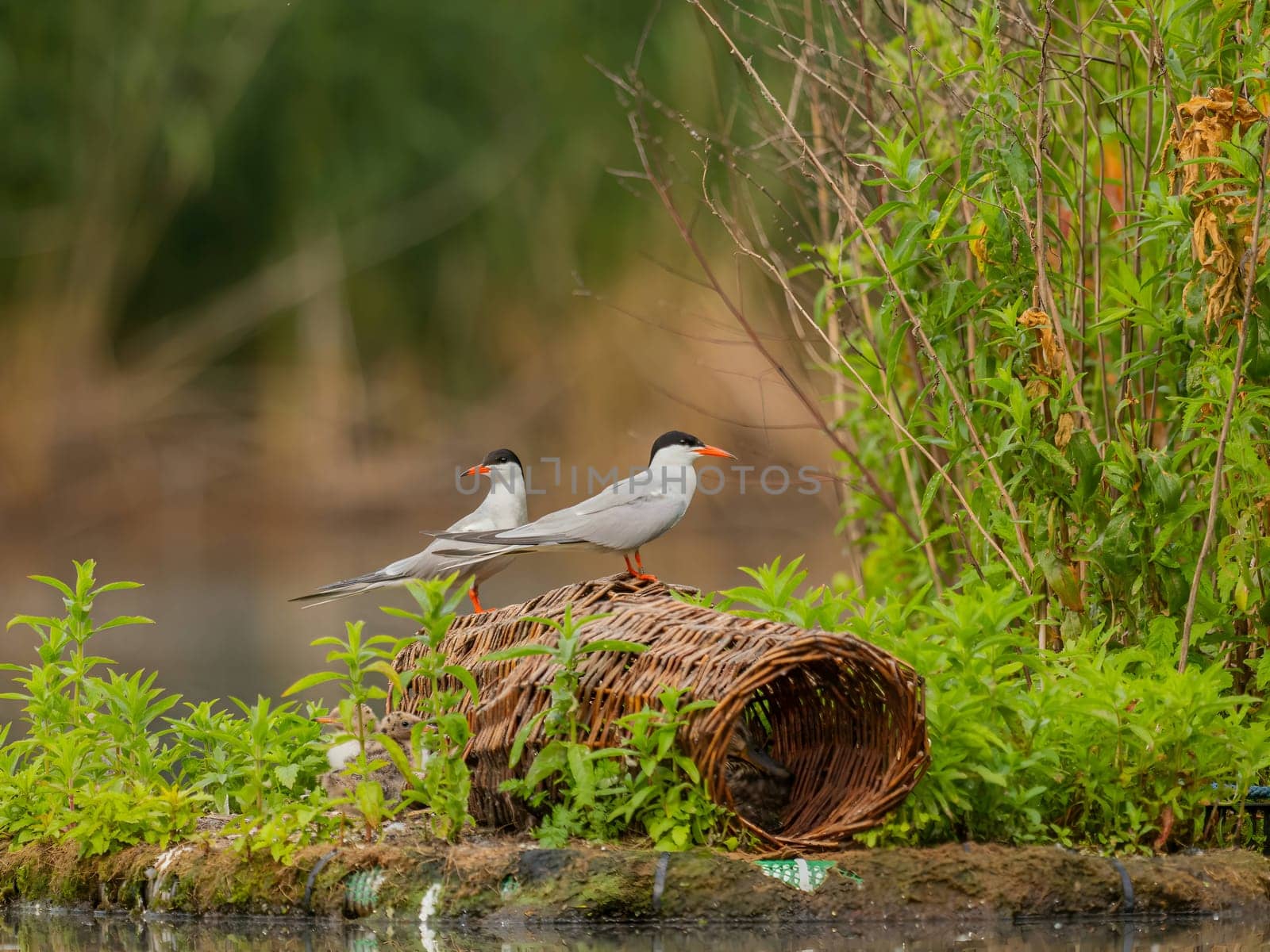 Common Terns nurturing their young on the breeding ground, a beautiful scene of parental care and protection.
