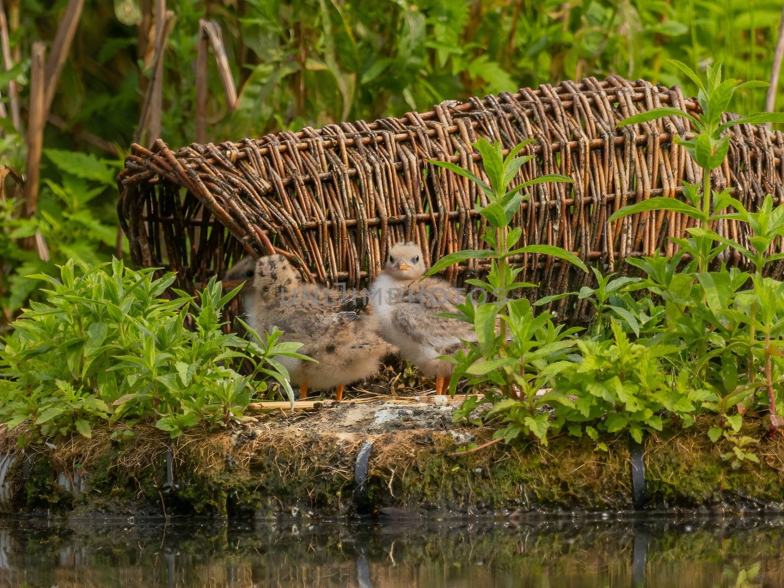 Young common tern in the background of the breeding ground. by NatureTron