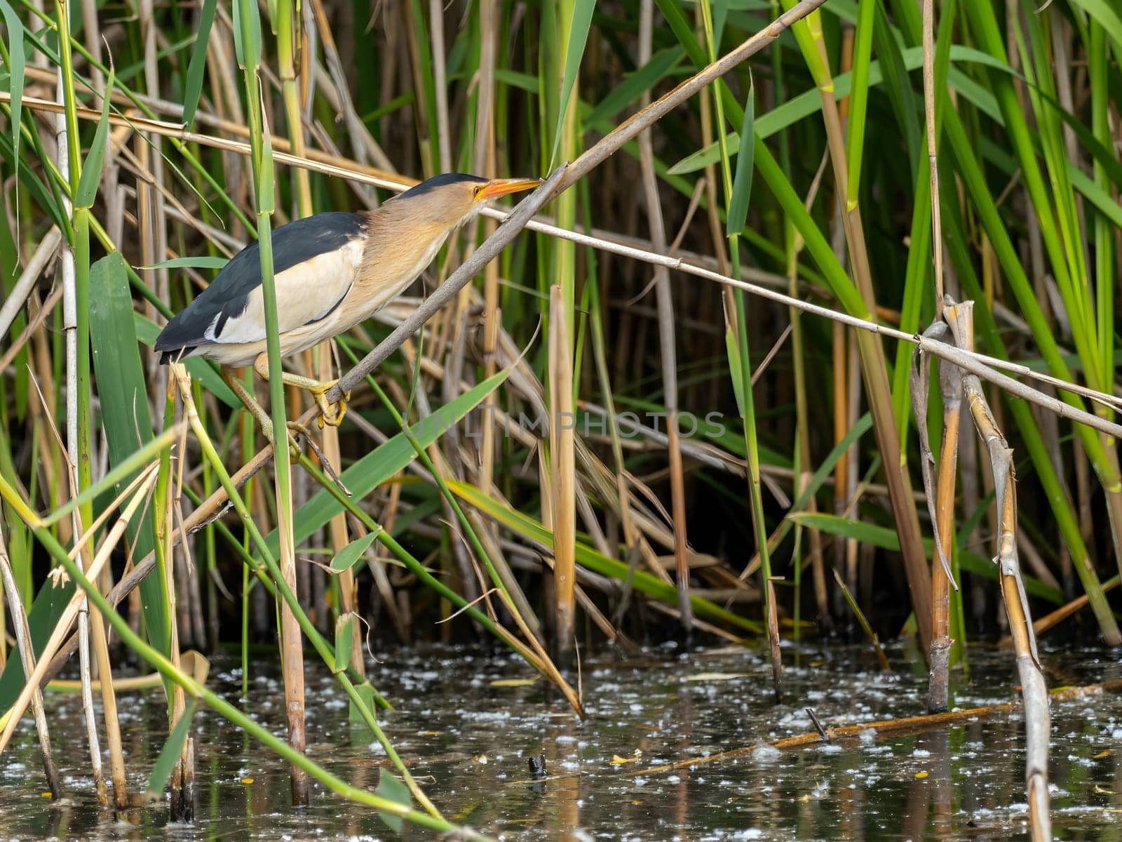 Little Bittern perched on a reed stem near the water, blending seamlessly with the surrounding greenery, showcasing its natural camouflage
