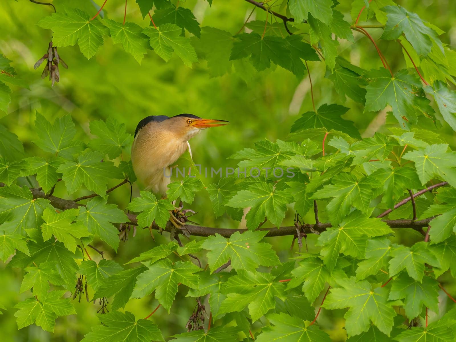 Little bittern on a branch among the maple leaves. by NatureTron