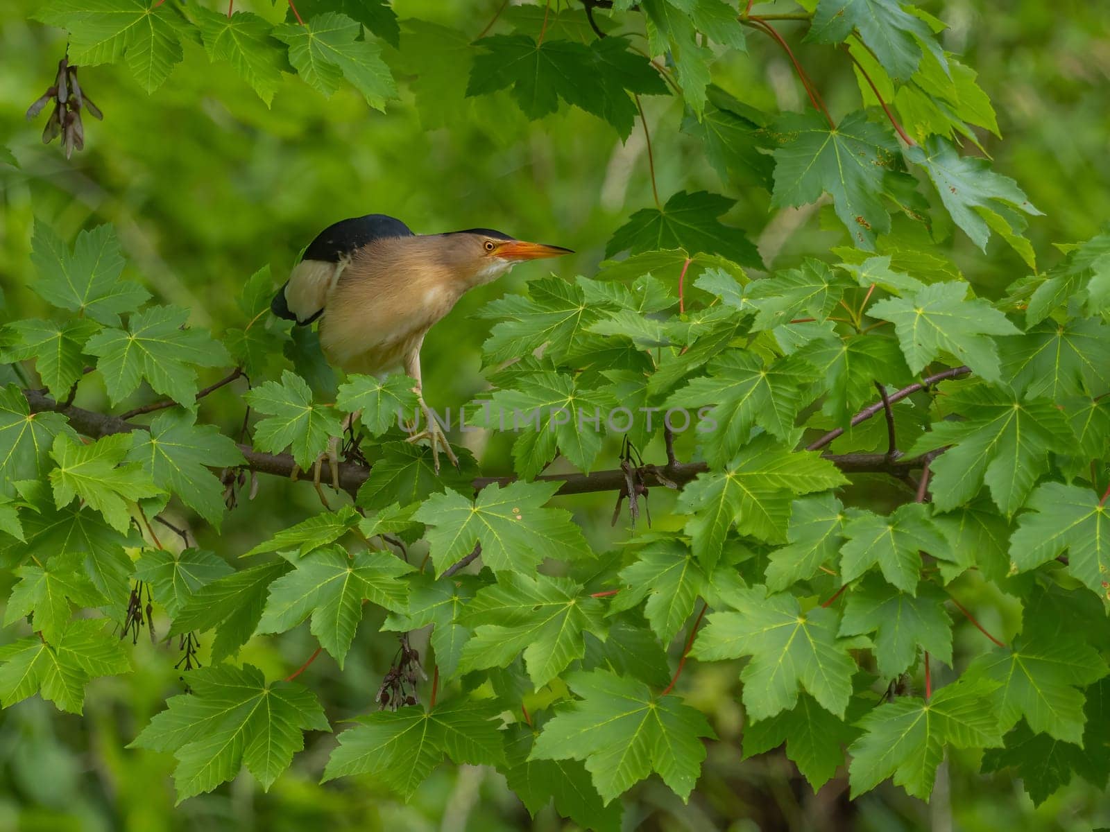 Little Bittern perched on a branch, its vibrant feathers beautifully contrasting against the lush green maple leaves.