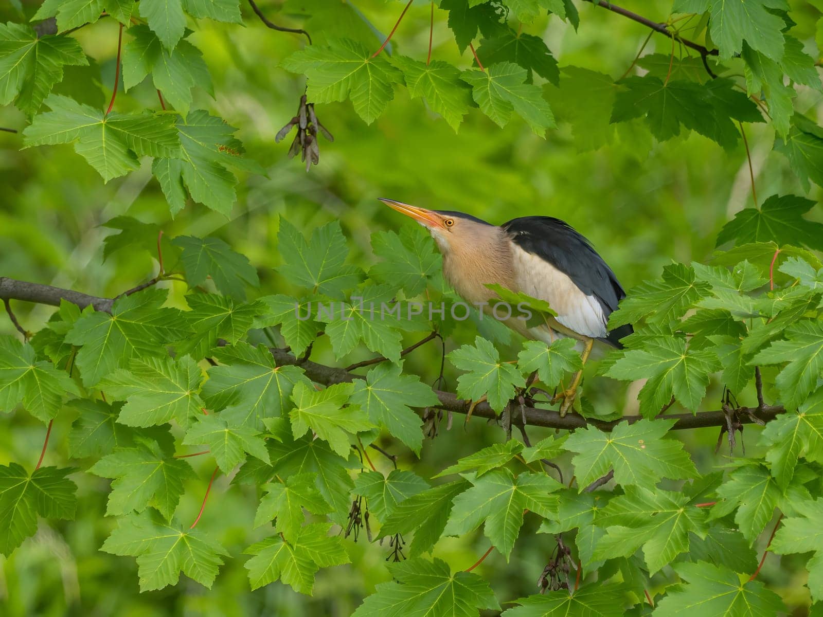 Little Bittern perched on a branch, its vibrant feathers beautifully contrasting against the lush green maple leaves.