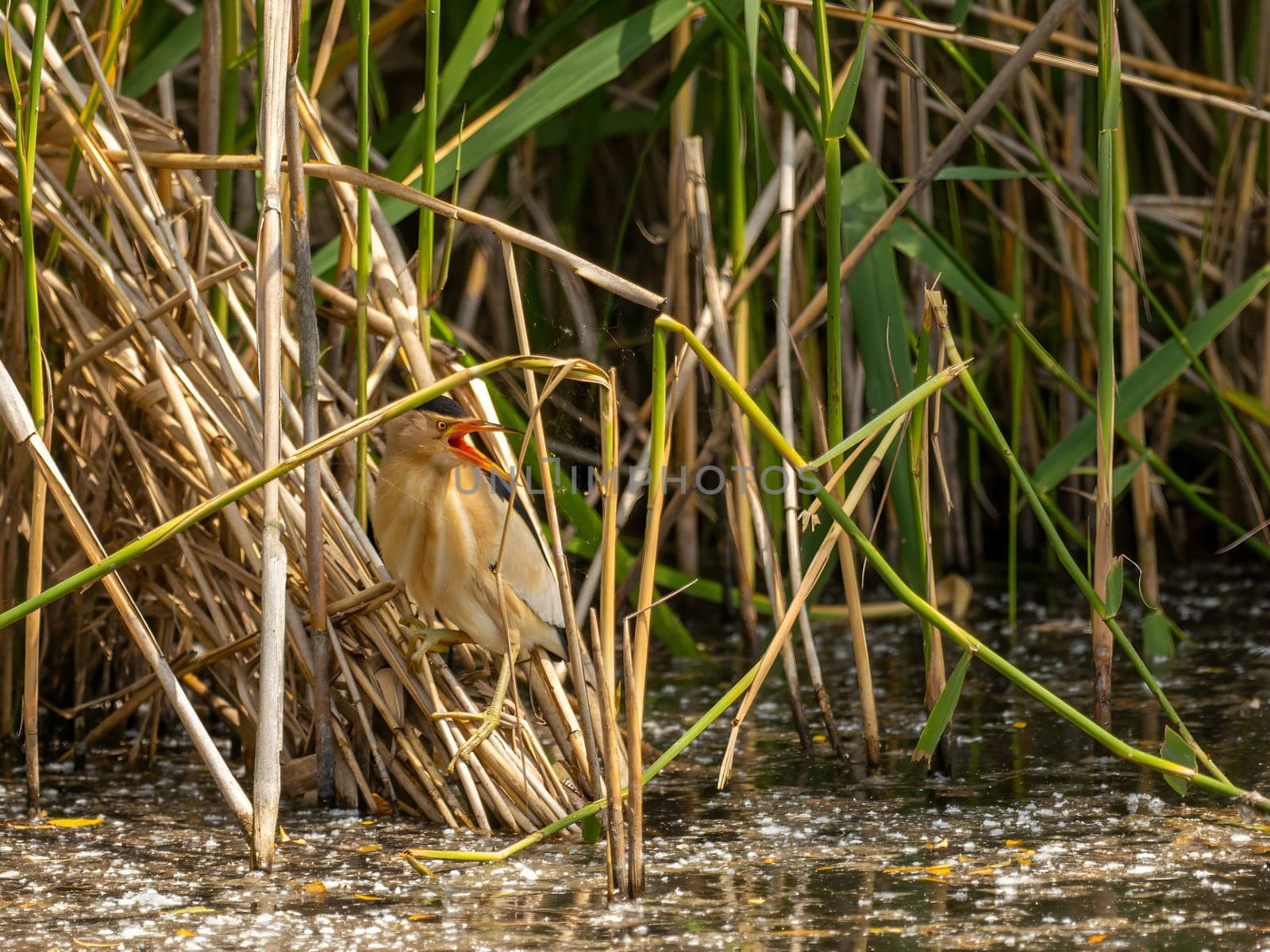 Little Bittern perched on a reed stem near the water, blending seamlessly with the surrounding greenery, showcasing its natural camouflage