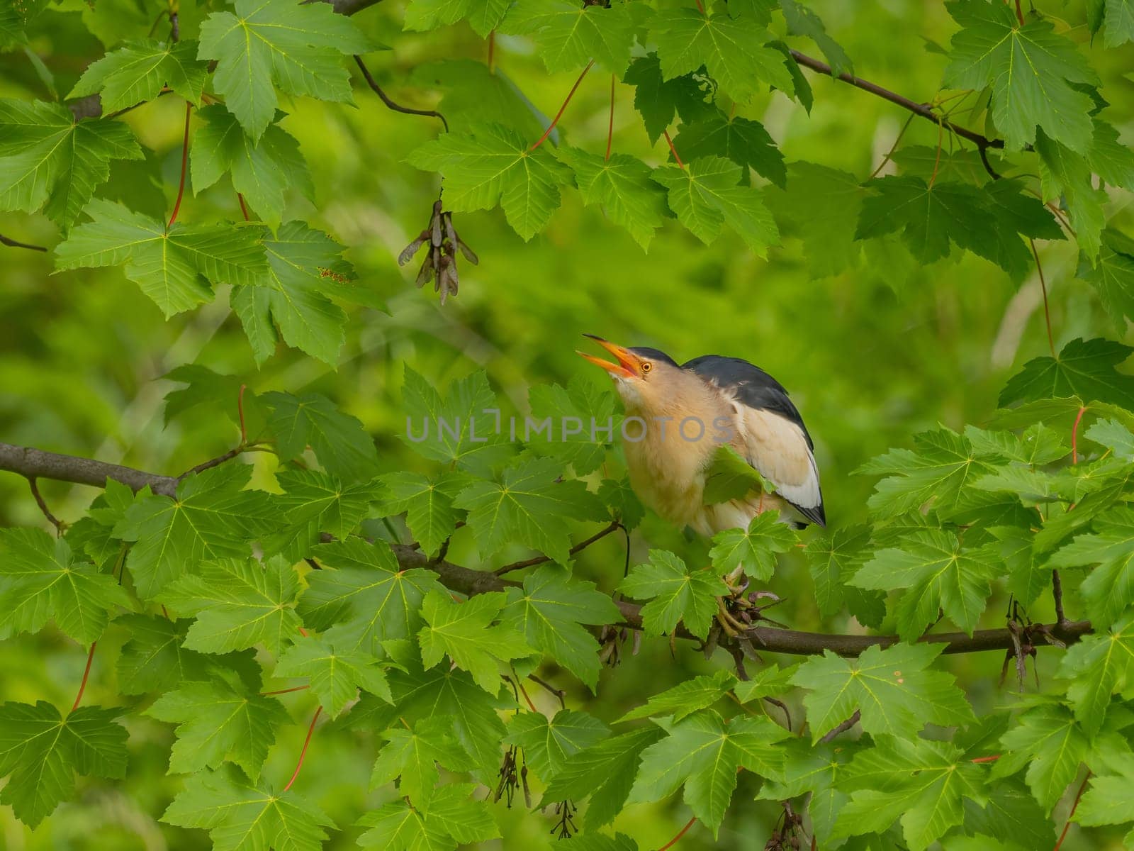 Little bittern on a branch among the maple leaves. by NatureTron