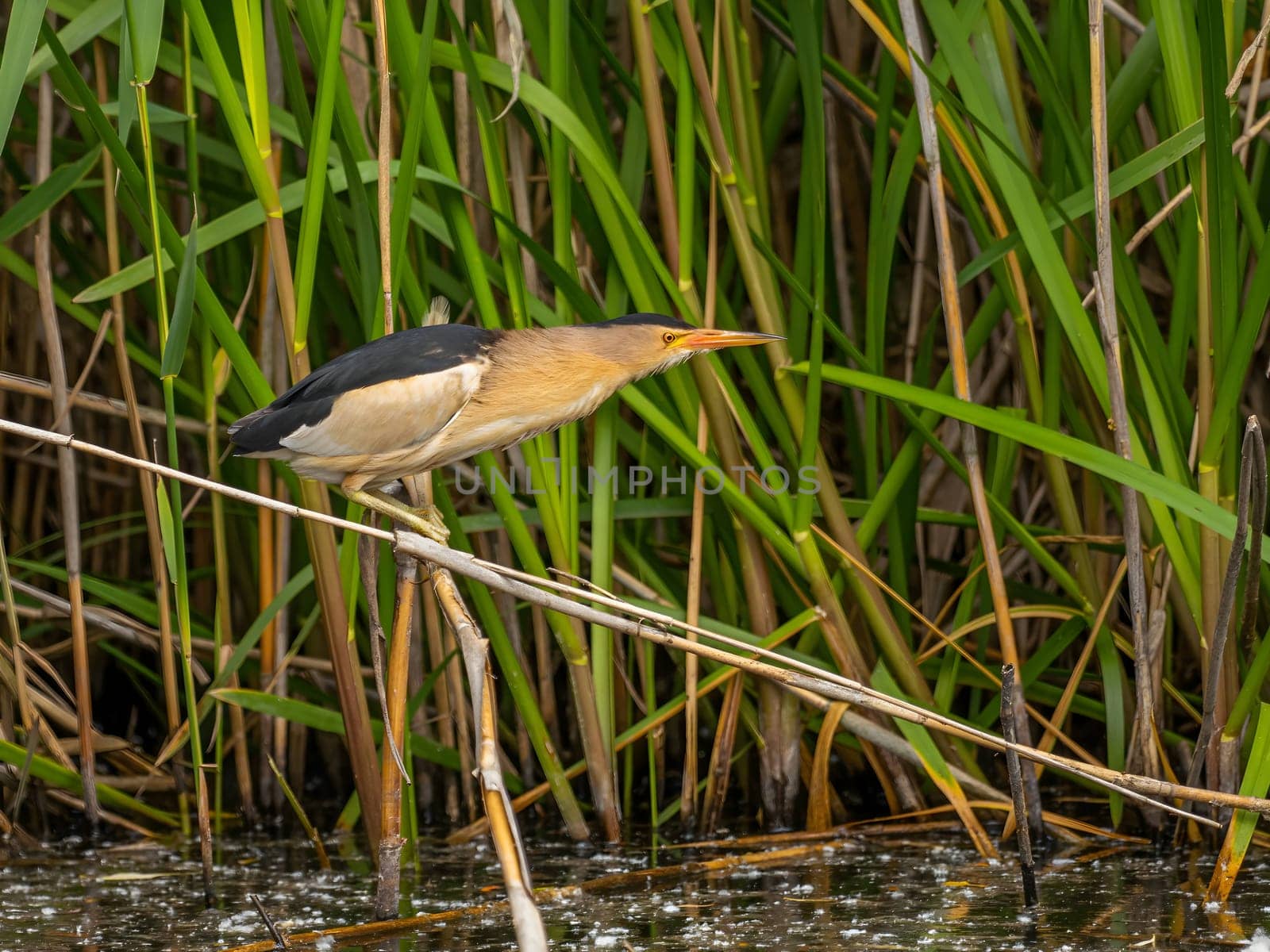 Little bittern sitting on a chin by the water against a background of greenery. by NatureTron