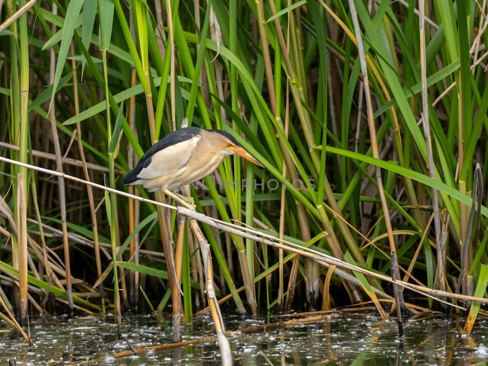 Little Bittern perched on a reed stem near the water, blending seamlessly with the surrounding greenery, showcasing its natural camouflage