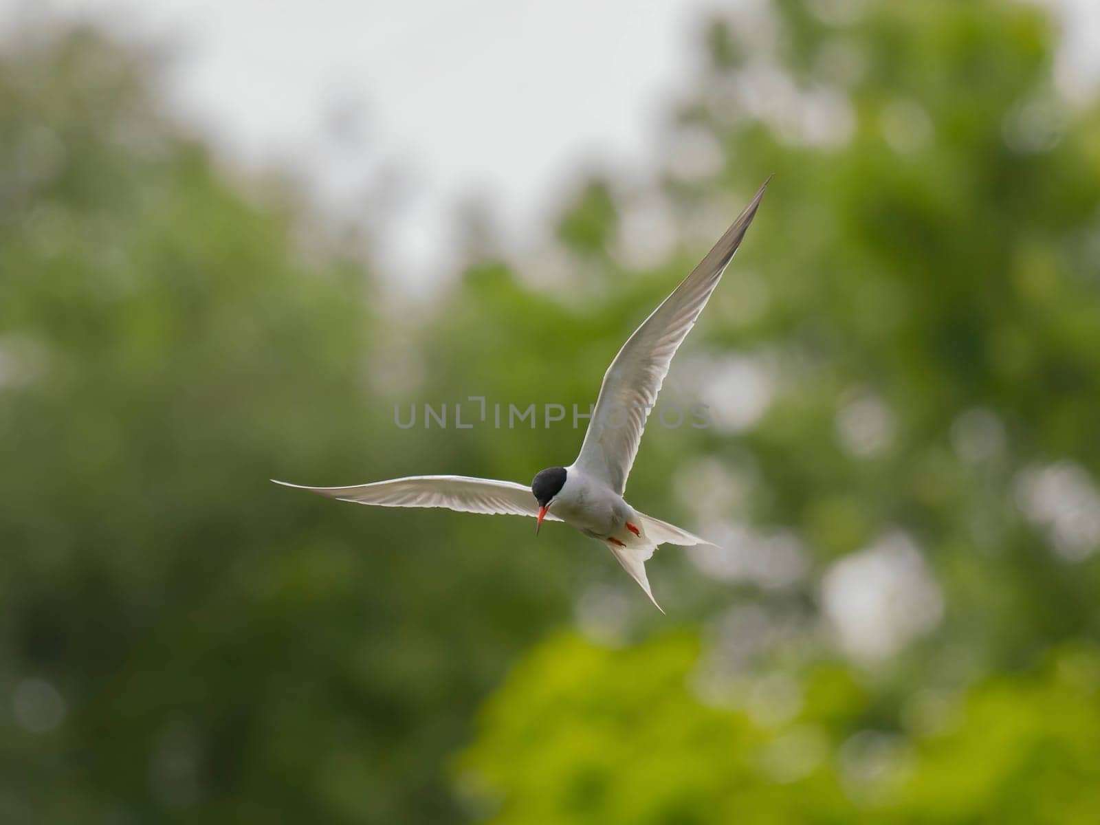 Common Tern soaring through the air amidst lush green foliage.