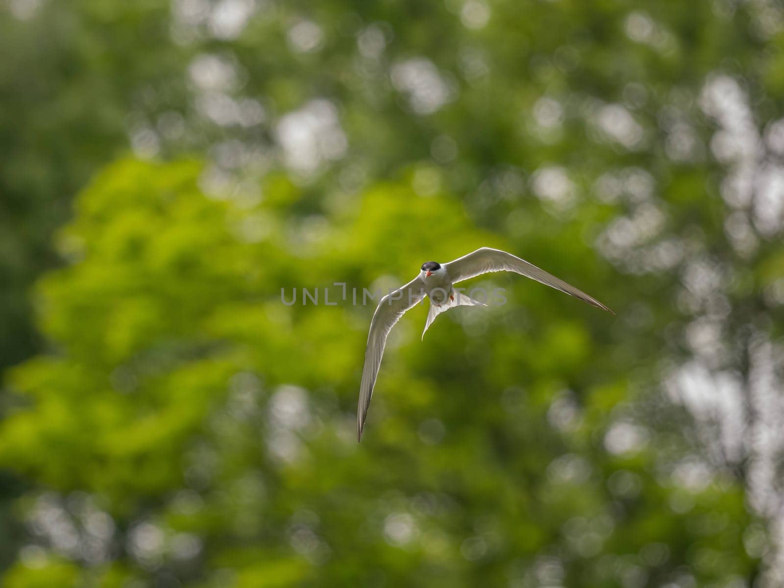 Common Tern soaring through the air amidst lush green foliage.