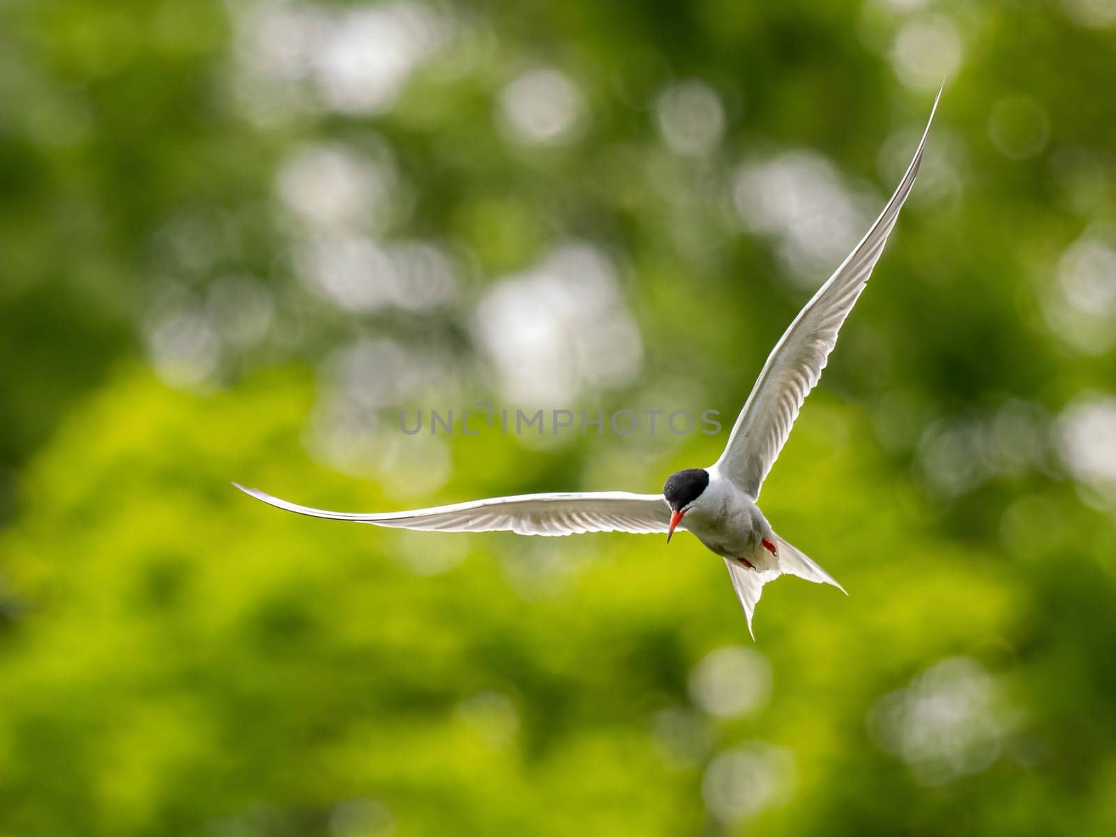 Common Tern soaring through the air amidst lush green foliage.