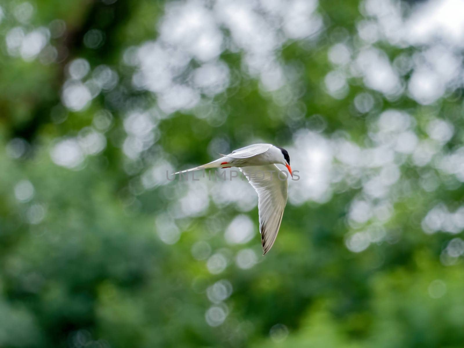 Common Tern soaring through the air amidst lush green foliage.