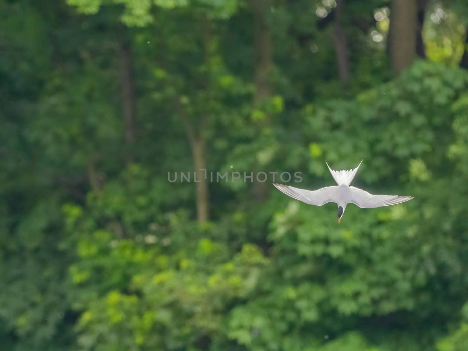 Common Tern soaring through the air amidst lush green foliage.