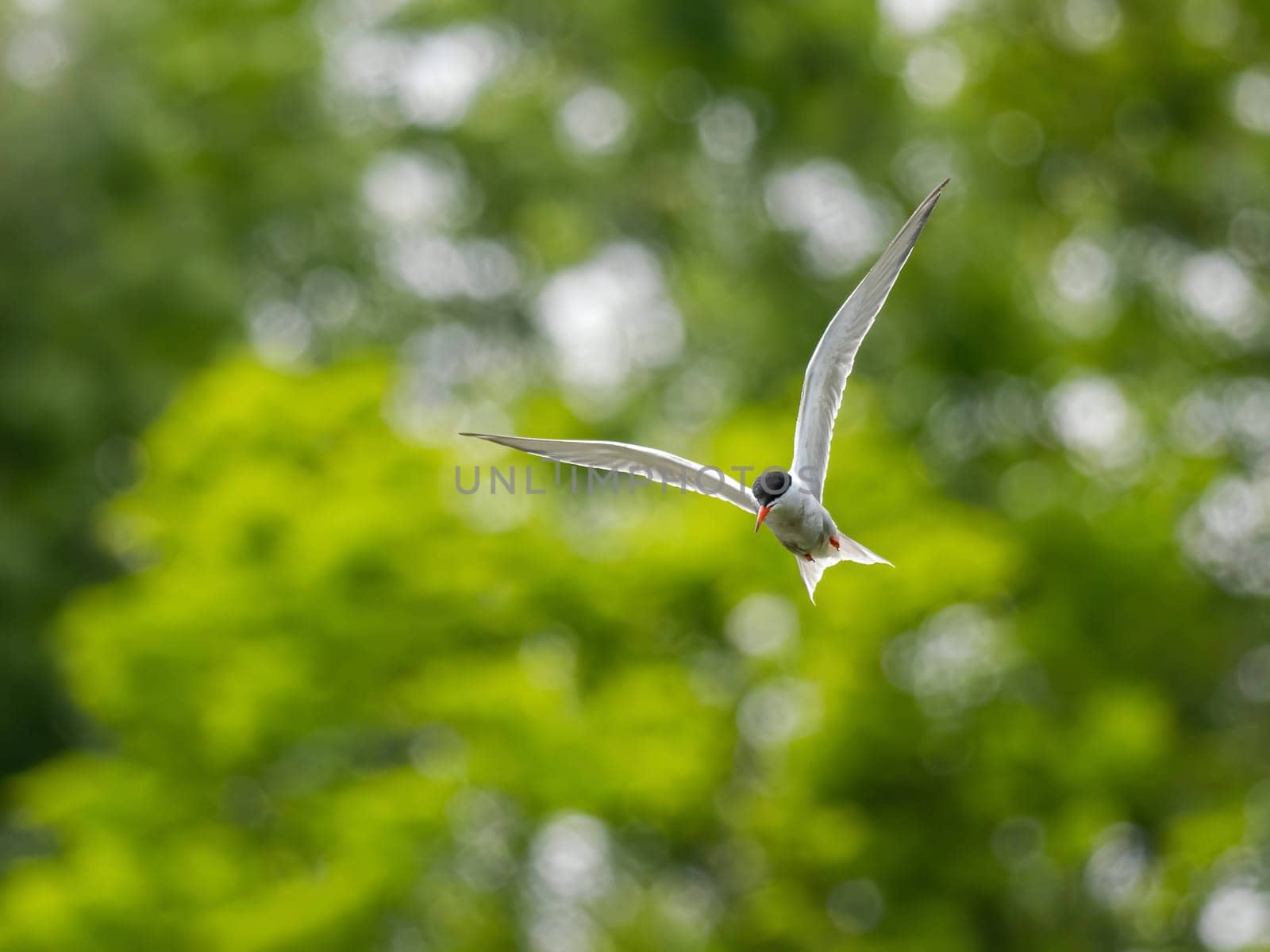 Common Tern soaring through the air amidst lush green foliage.